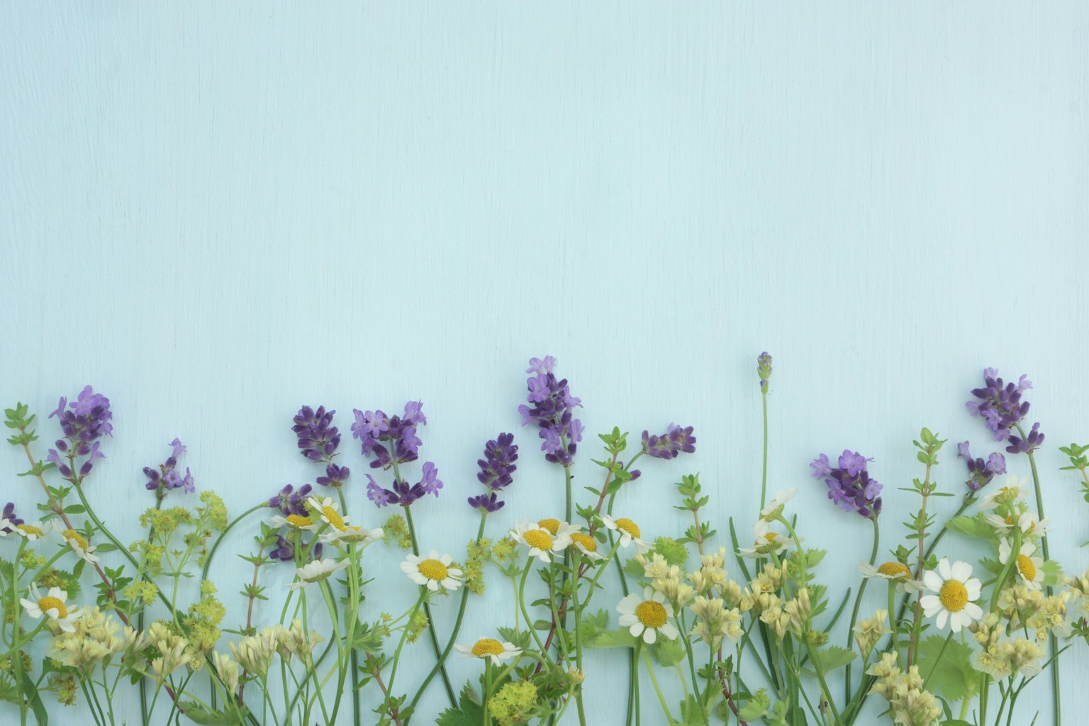 Una fila di fiori viola e gialli su uno sfondo blu
