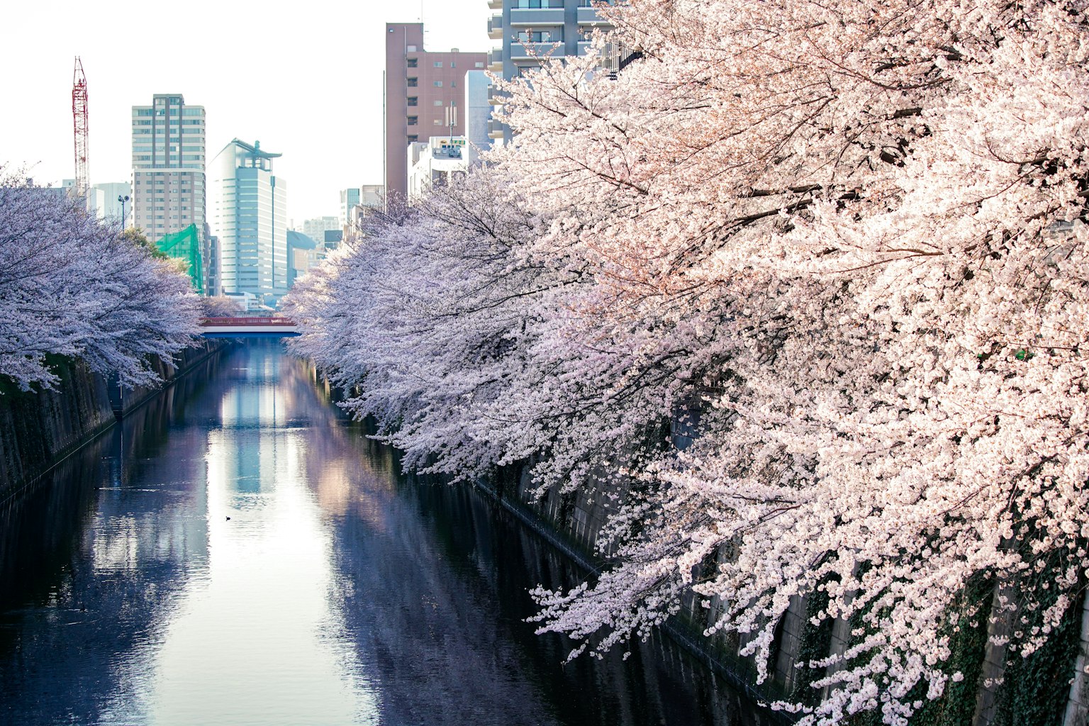Vista escénica de árboles de flores de cerezo a lo largo de un río con rascacielos de Tokio al fondo