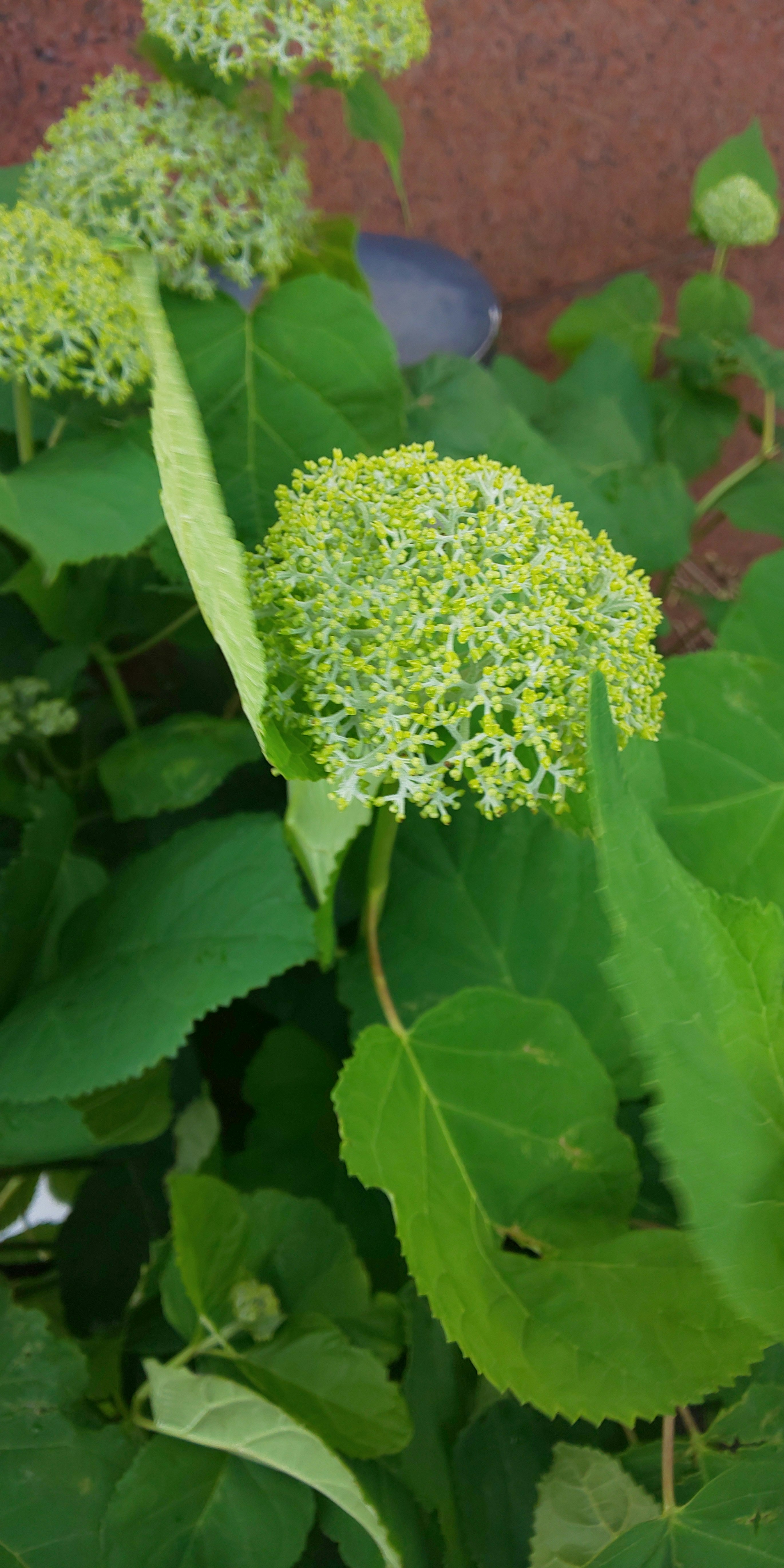 葉と花穂が重なる植物のクローズアップ