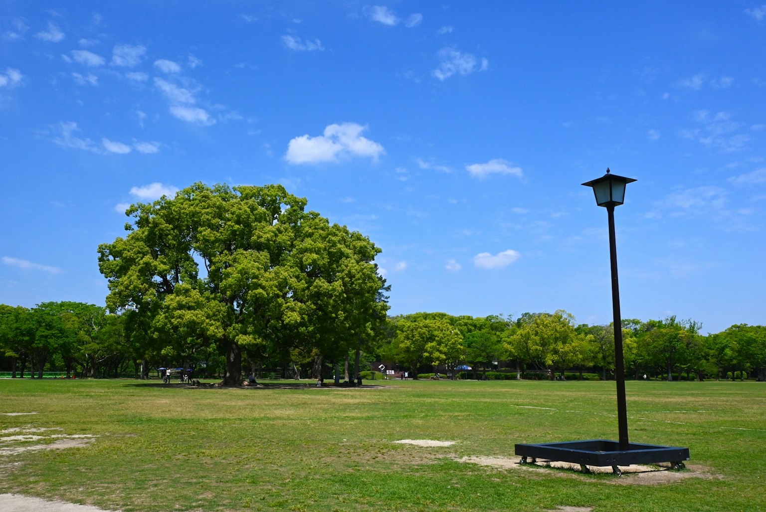藍天下寬敞公園裡的大樹和路燈