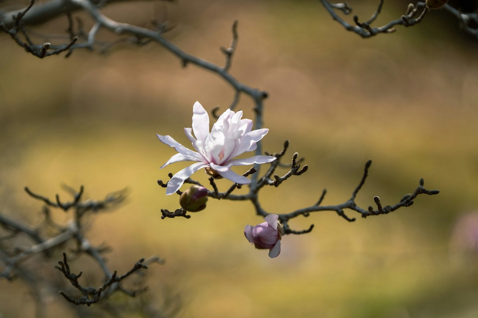 Un ramo con un fiore di magnolia bianco e viola in fiore