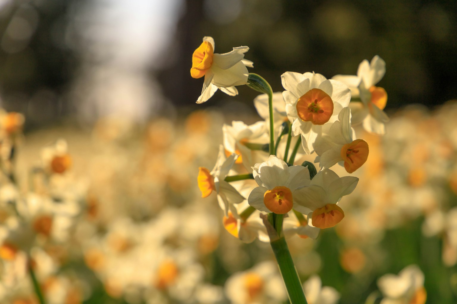 Một cụm hoa thủy tiên trắng với tâm vàng nở trong một cánh đồng có ánh nắng