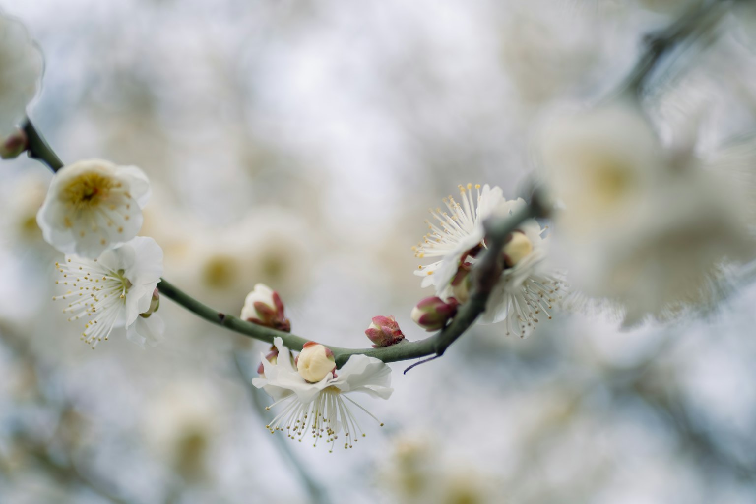 Close-up of a plum tree branch with white flowers and buds