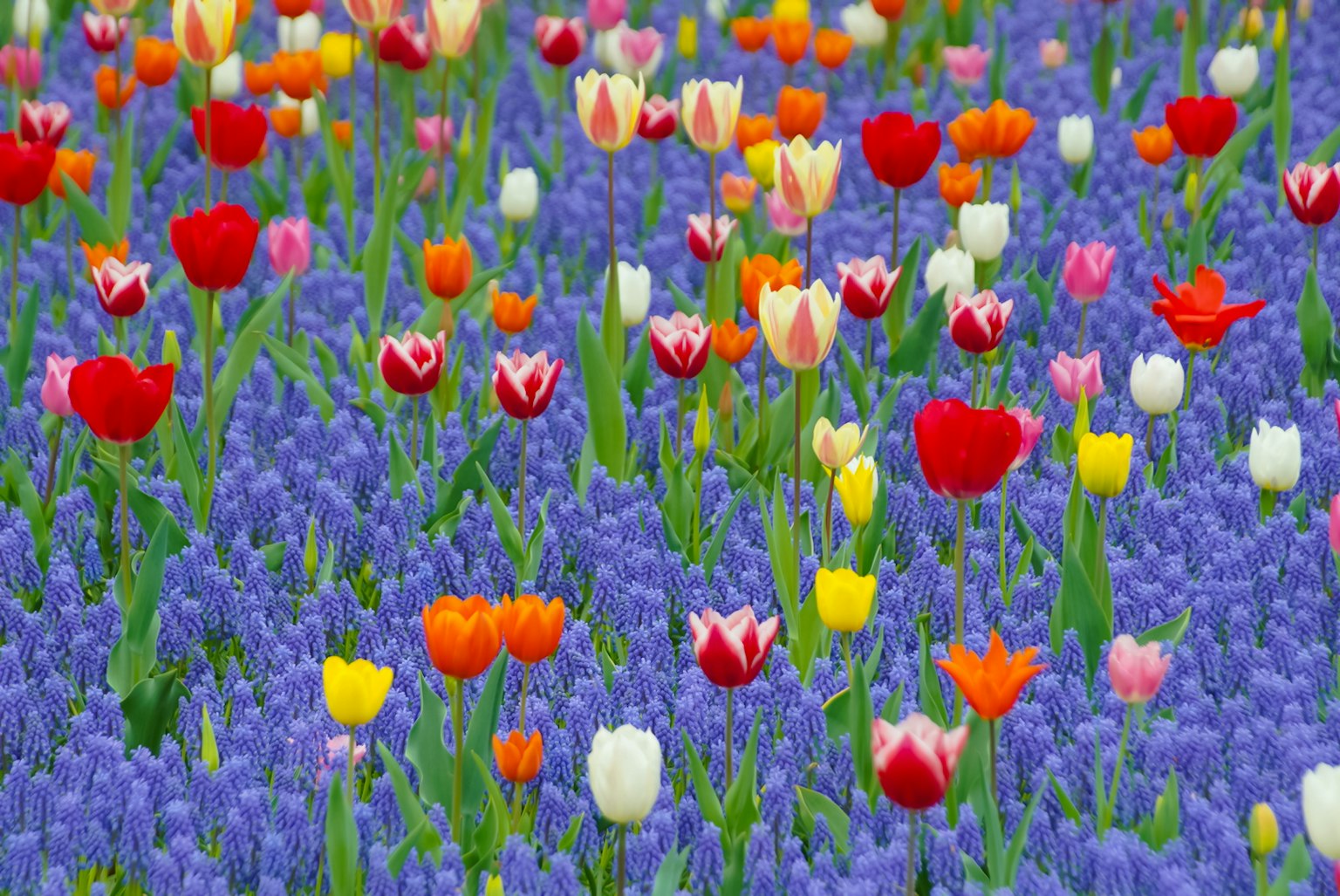 Una vivace esposizione di tulipani e muscari in vari colori