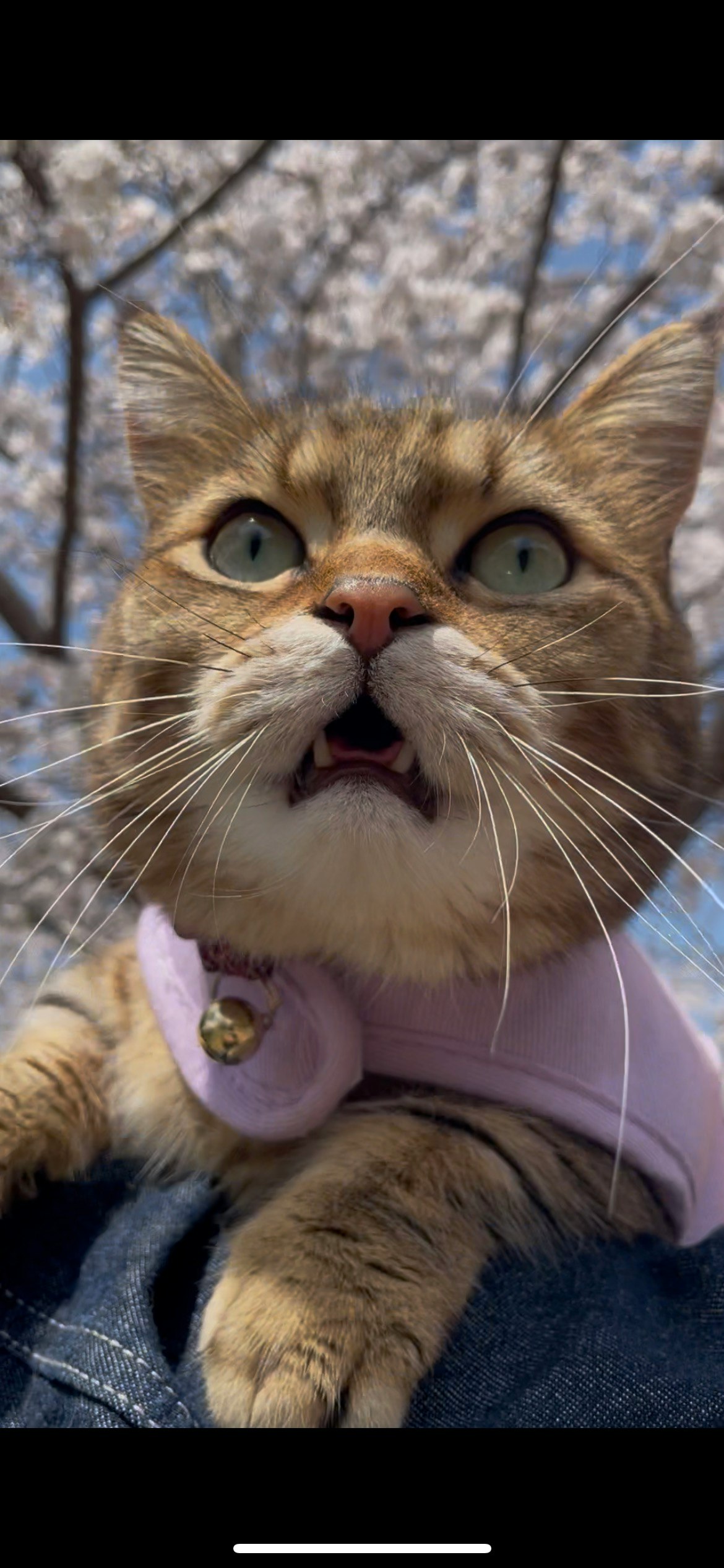 口を大きく開けた猫が頬の肉球を抱えるポーズ