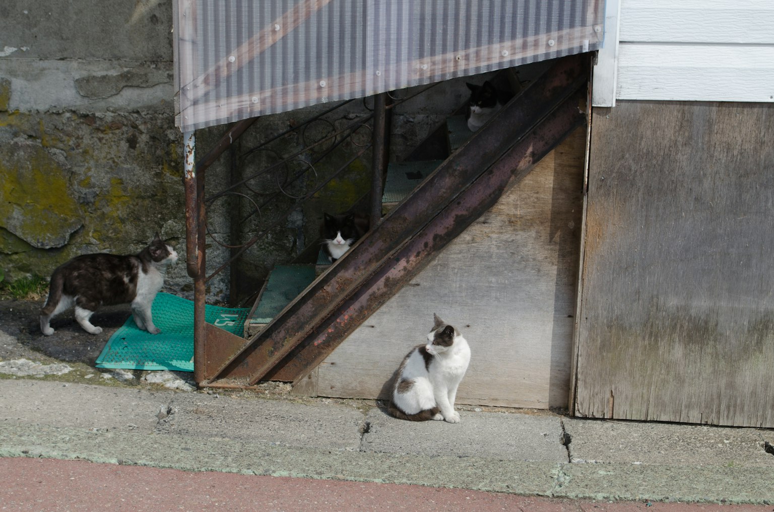 Gatos cerca de una escalera con un fondo de edificio antiguo