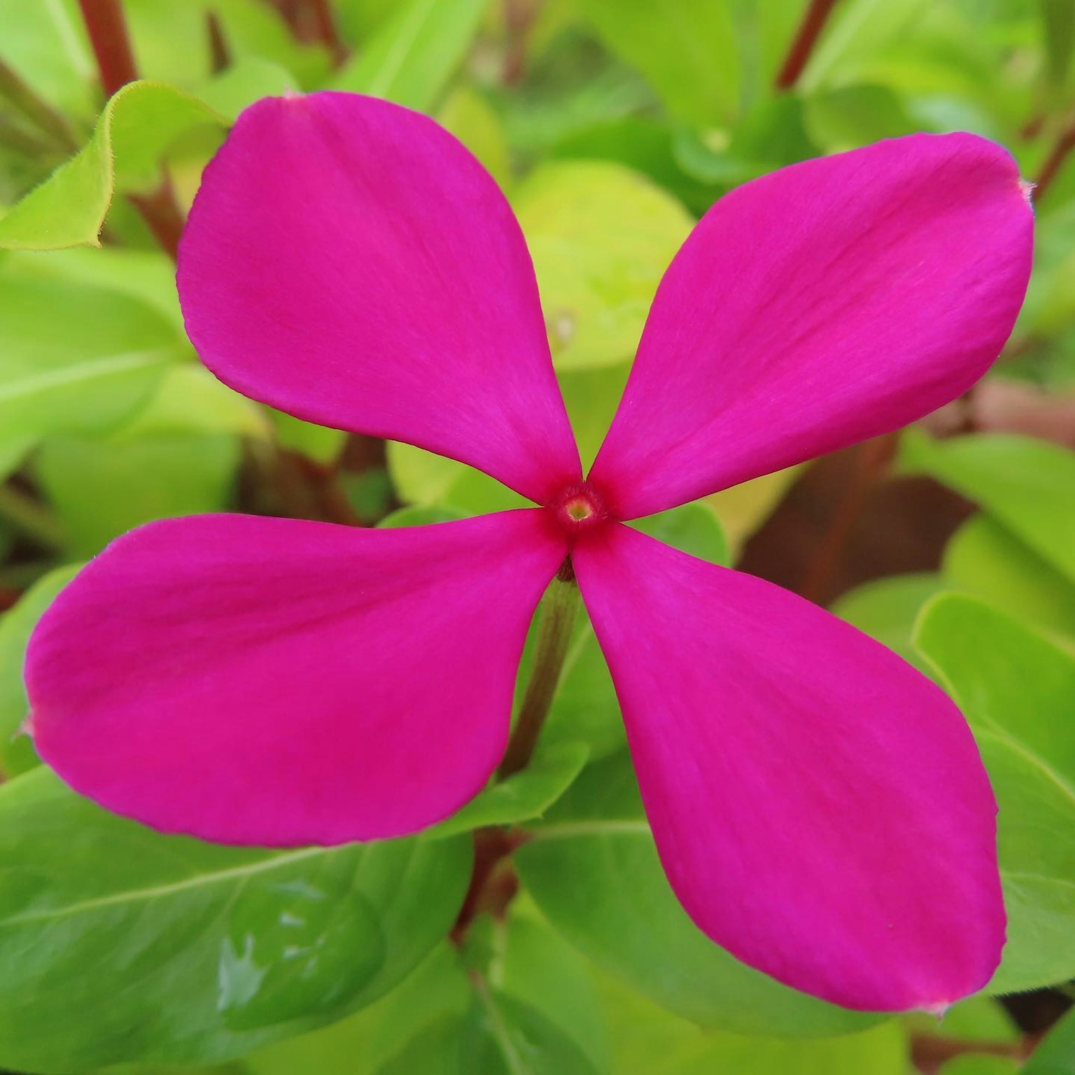 ดอกไม้สีชมพูสดใสพร้อมใบสีเขียว
