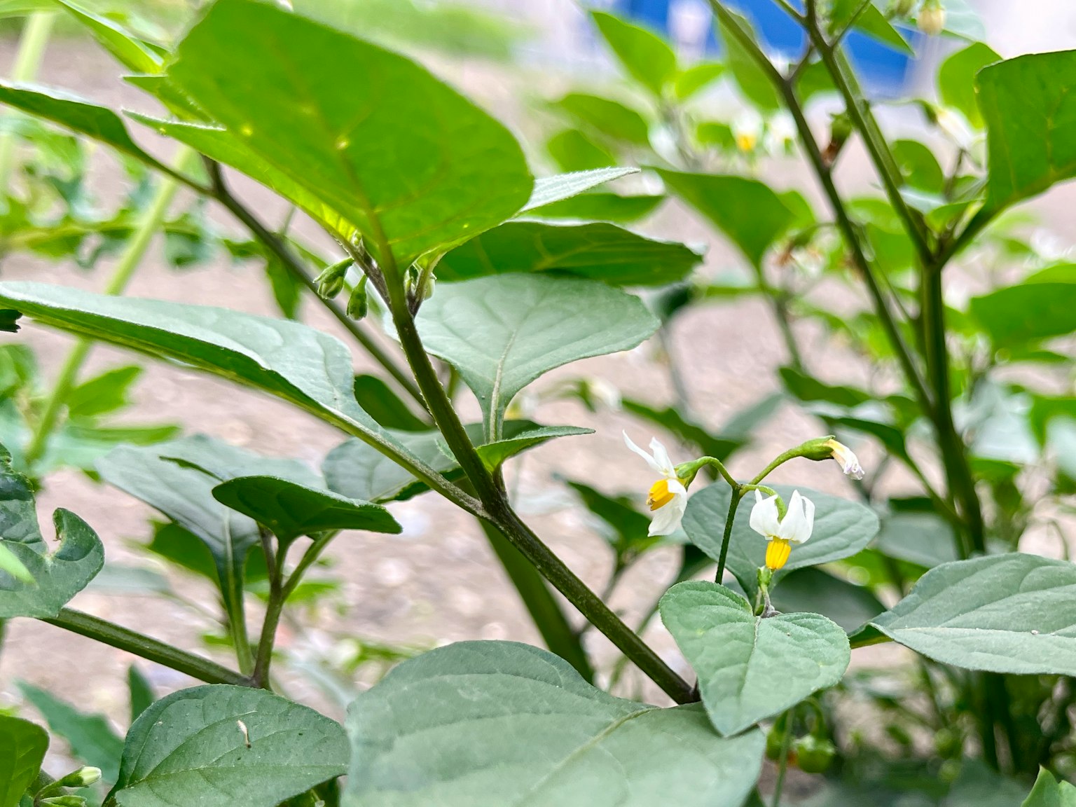 ภาพใกล้ของพืชที่มีใบเขียวและดอกไม้สีขาวเล็กๆ