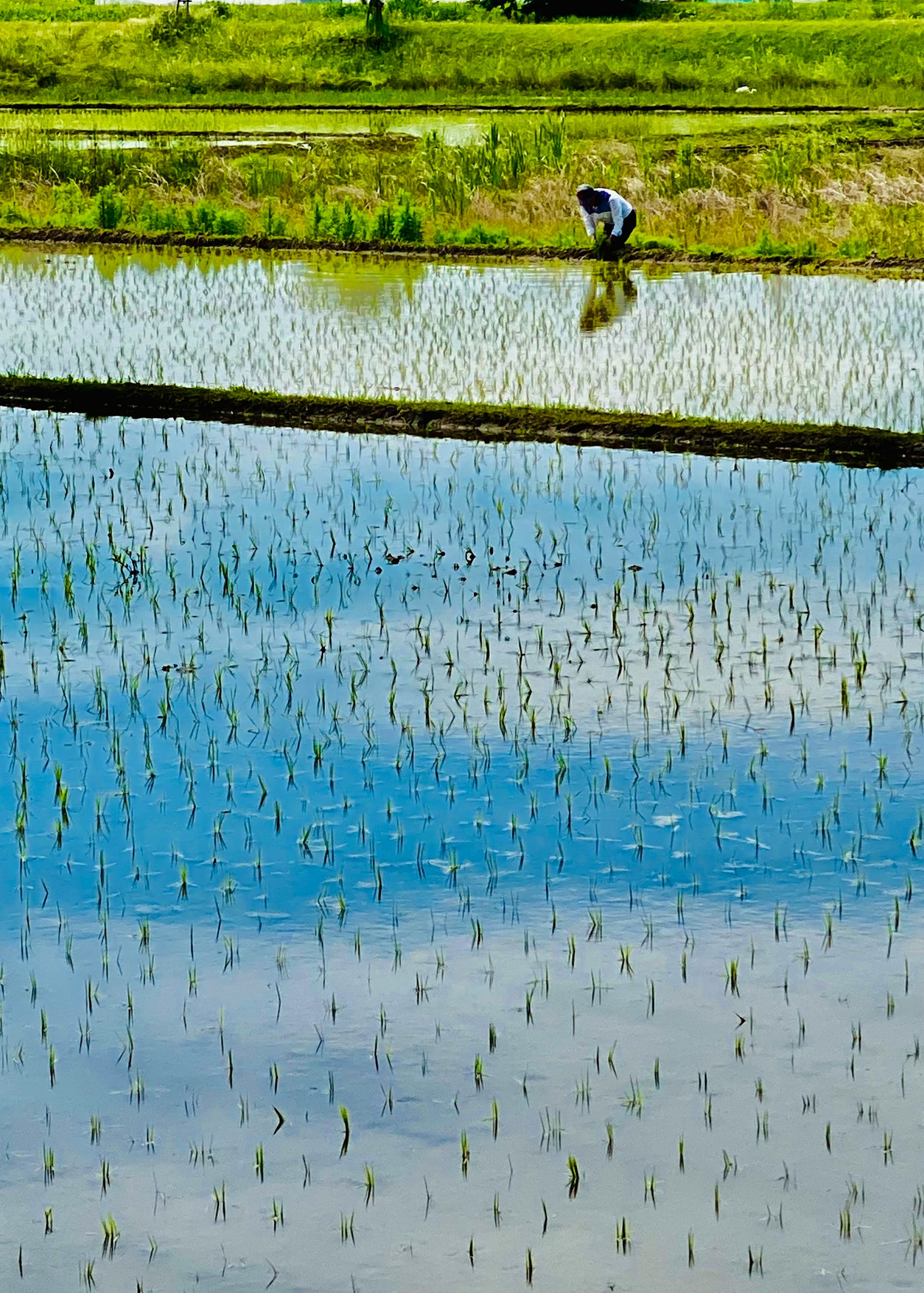 Granjero trabajando en un campo de arroz reflejando el cielo azul y los brotes de arroz