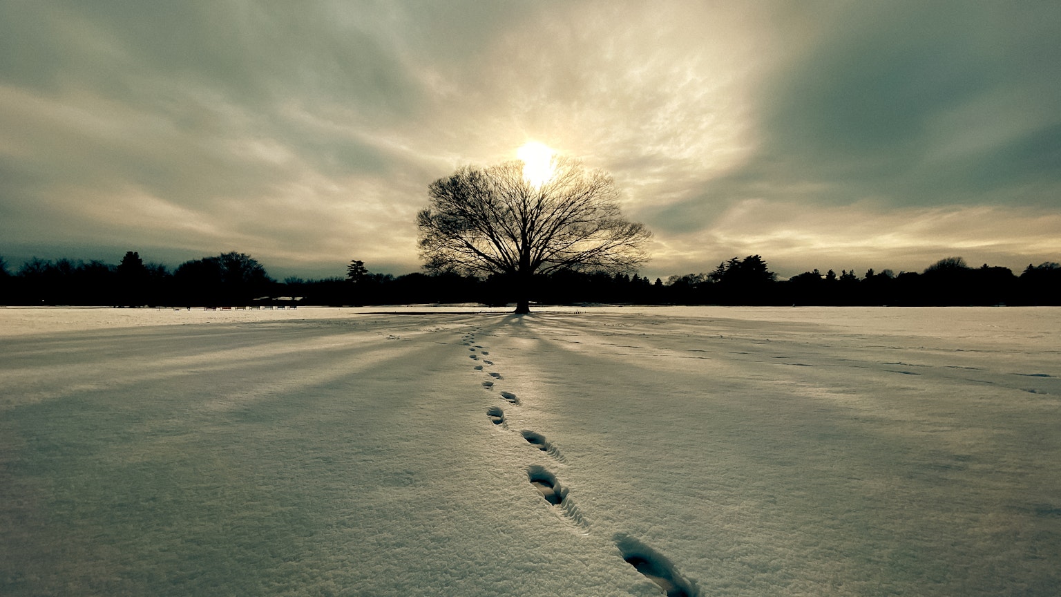 一棵孤独的树矗立在广阔的雪地上，脚印通向树
