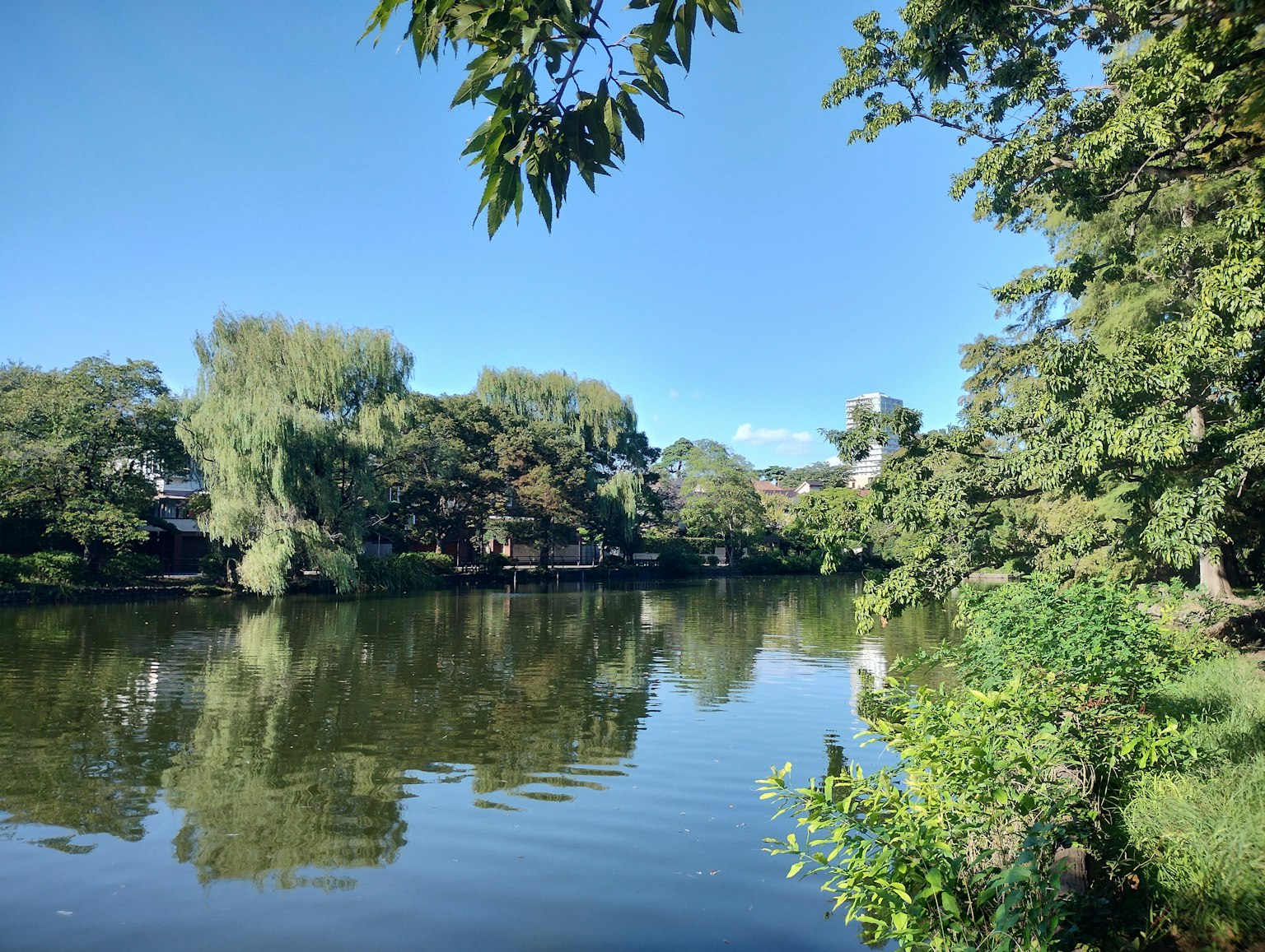Un lac serein entouré d'une végétation luxuriante et d'un ciel bleu clair