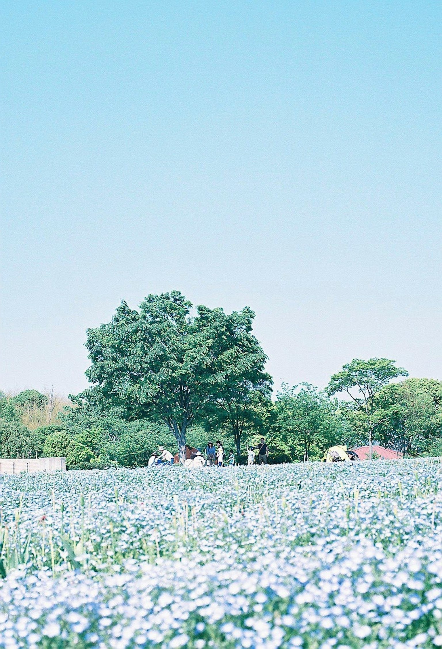 A field of blue flowers under a clear sky with a large tree