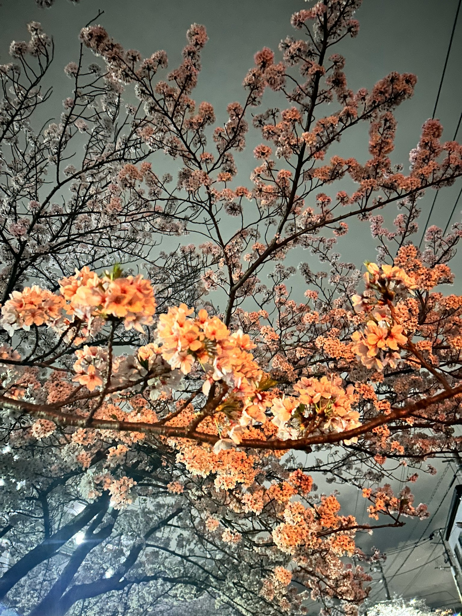 Kedekatan cabang bunga sakura yang mekar