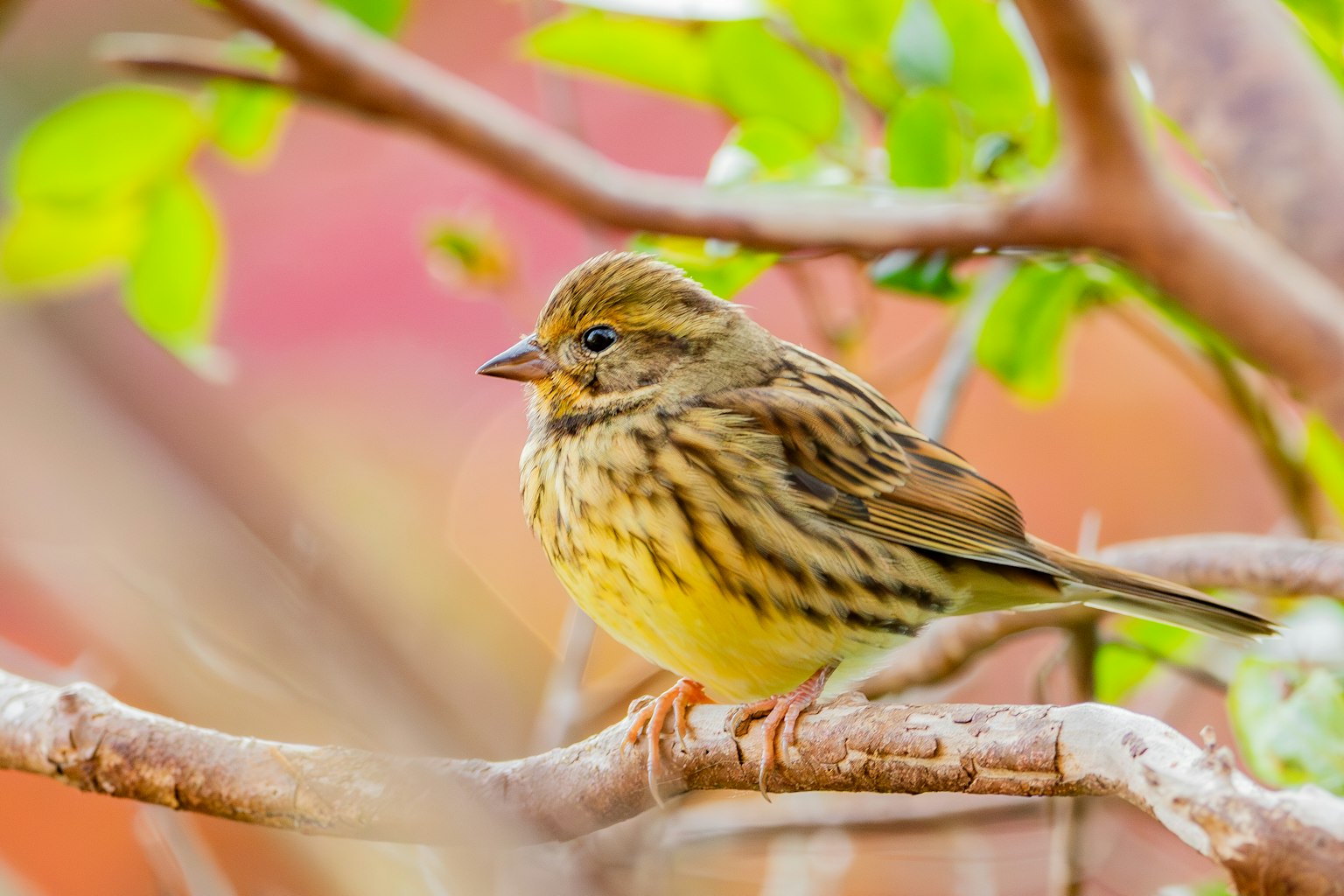 Nahaufnahme eines gelben Vogels, der auf einem Ast sitzt