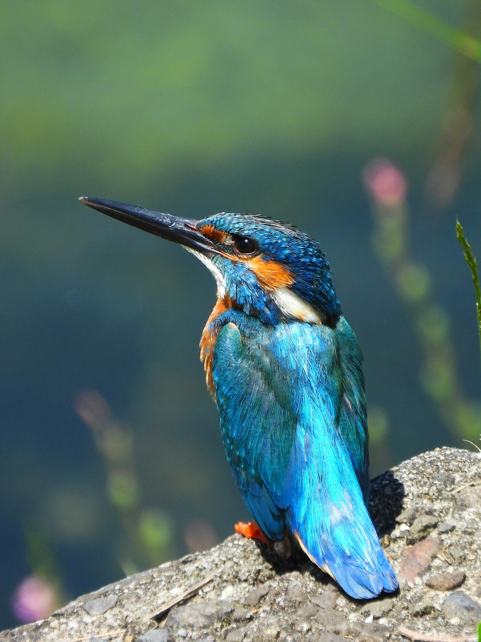 Un colorido martinete azul posado sobre una roca cerca del agua