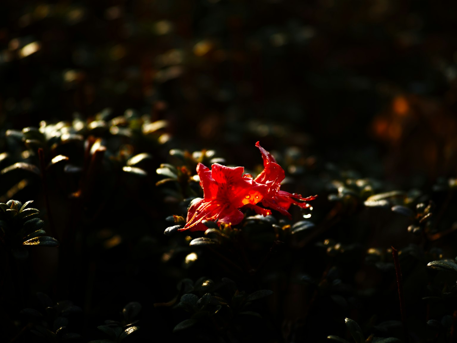 鮮豔的紅花瓣在黑暗的背景中顯得突出