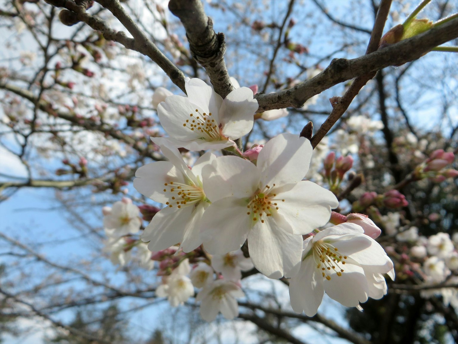 Primo piano di fiori di ciliegio su un ramo contro un cielo blu