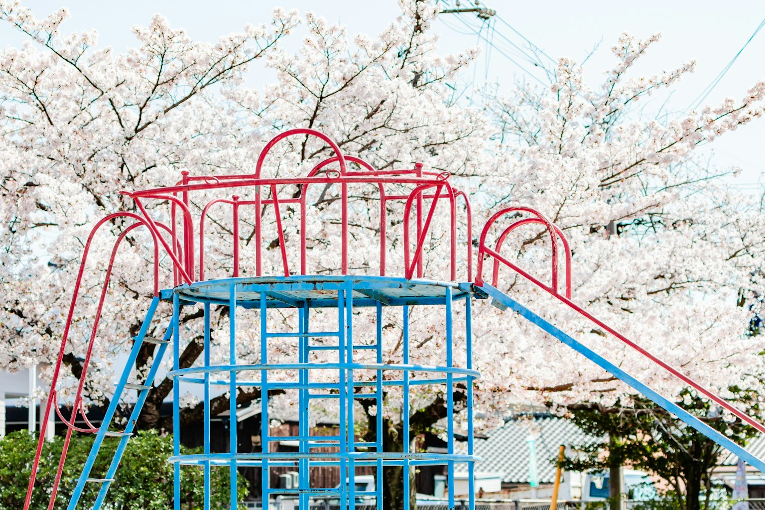 Attrezzatura da gioco blu e rossa sotto alberi di ciliegio in fiore