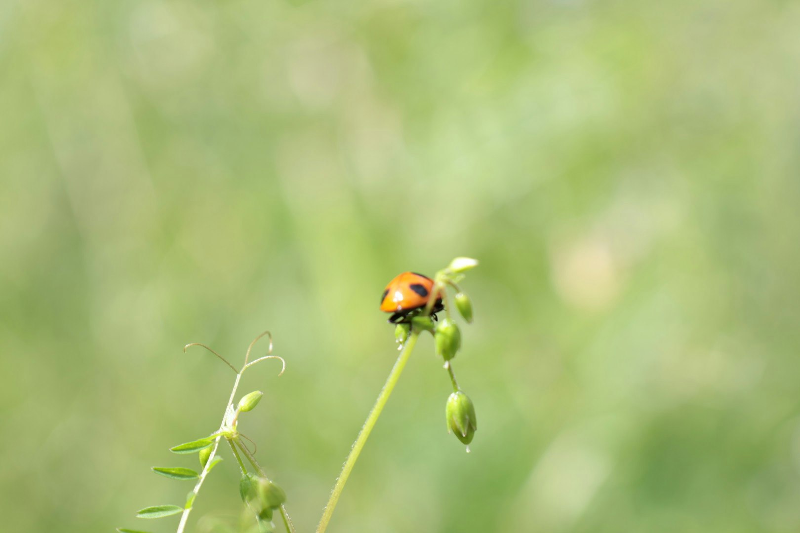 ladybug perched on a grass stem
