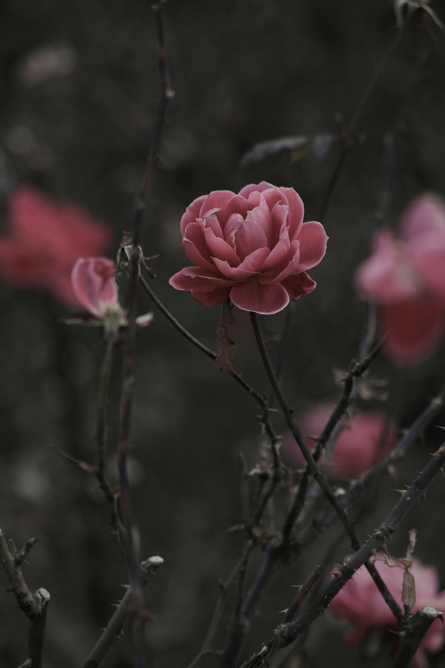 Fleur rose s'épanouissant sur un fond sombre