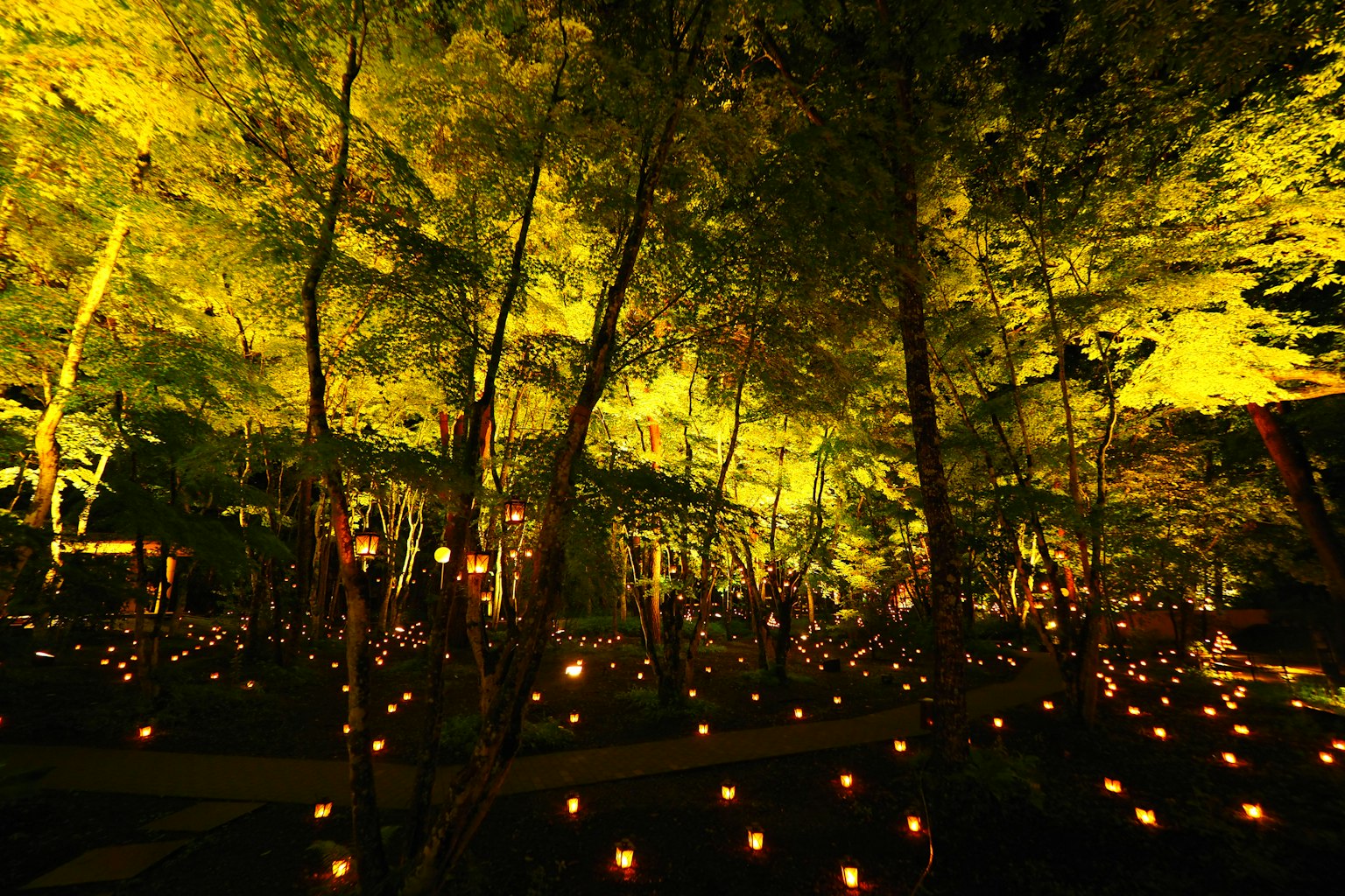 Numerous candles lit in a night forest surrounded by vibrant green leaves creating a magical atmosphere