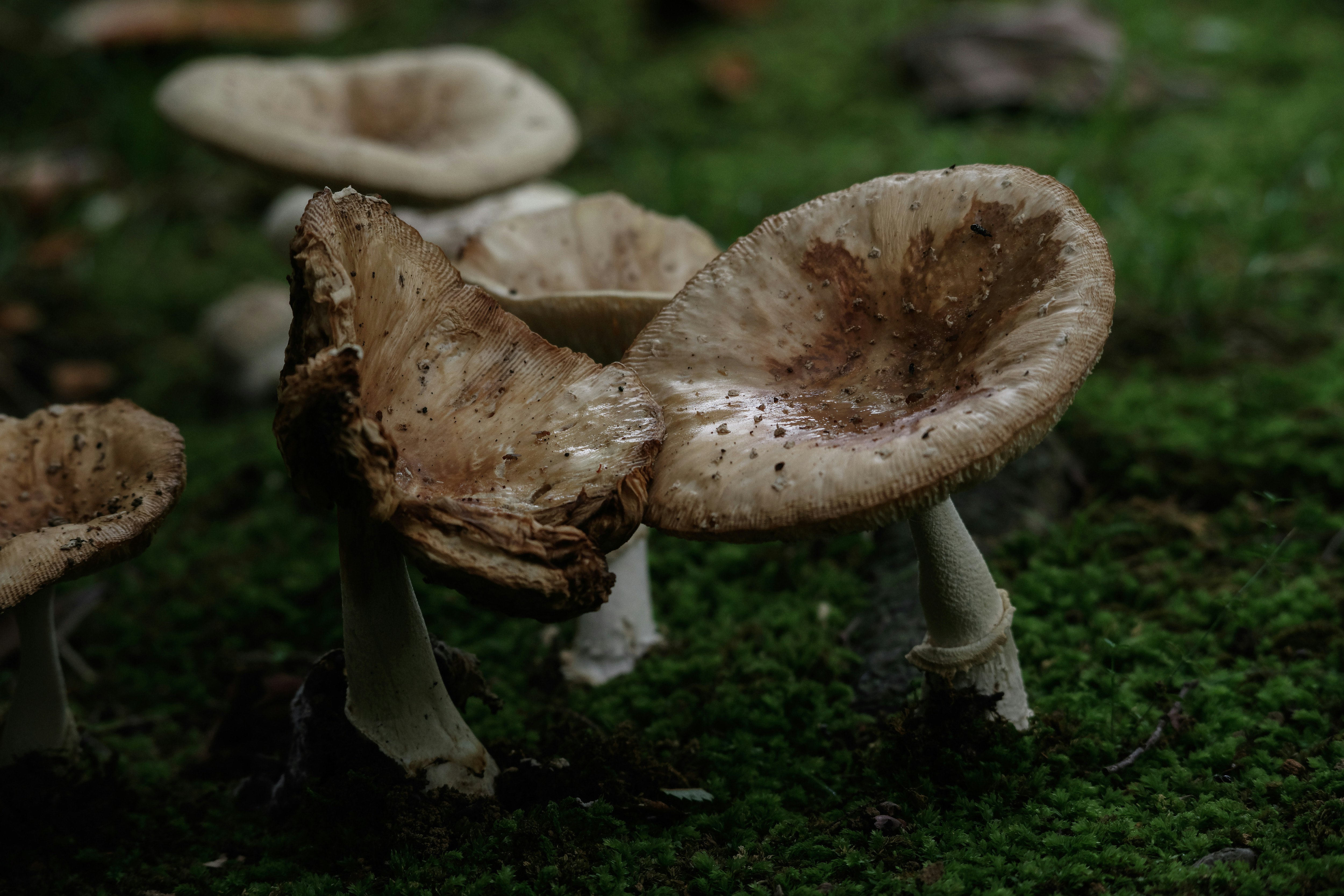 mushrooms on mossy ground