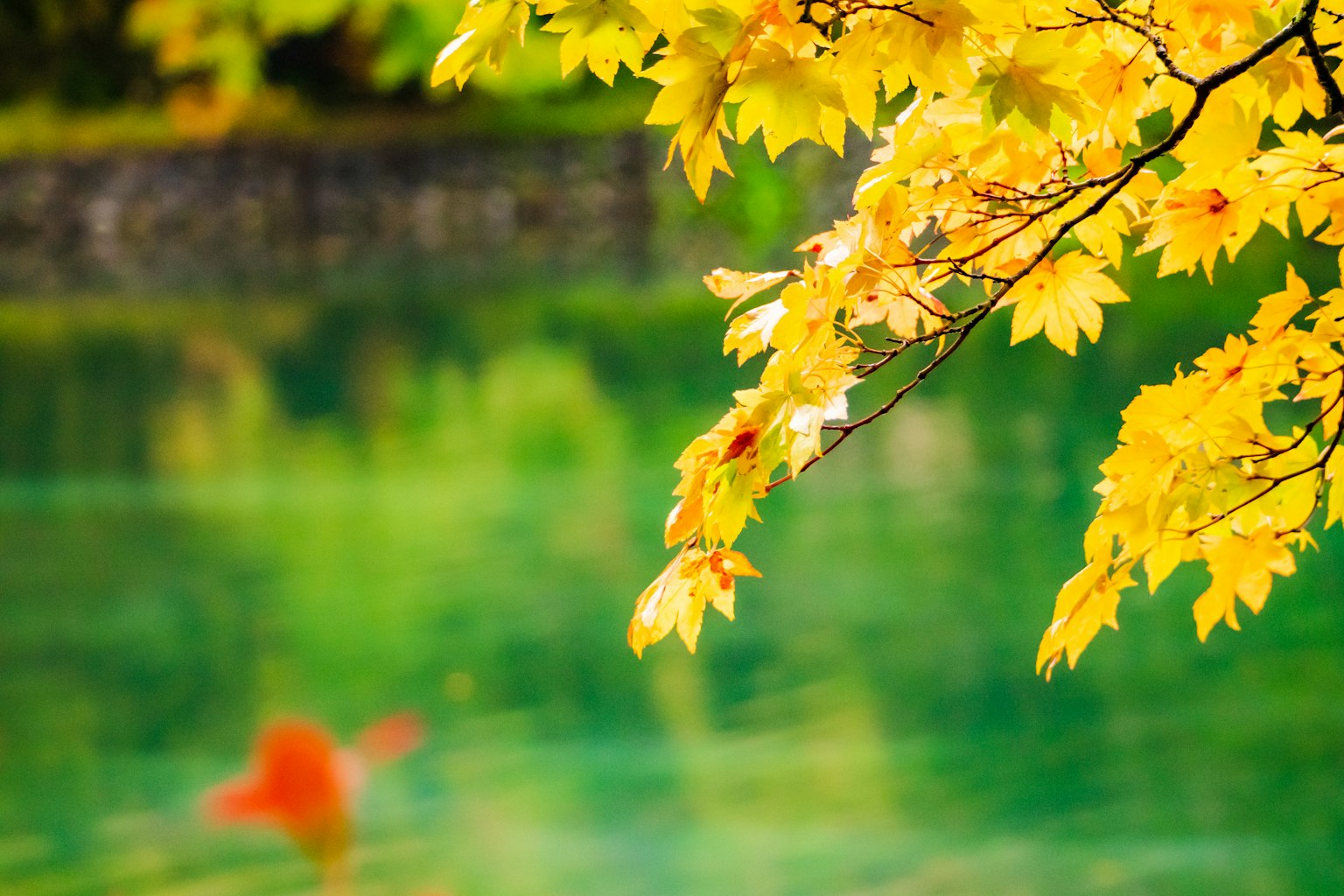 Vibrant yellow autumn leaves reflecting on a serene green pond