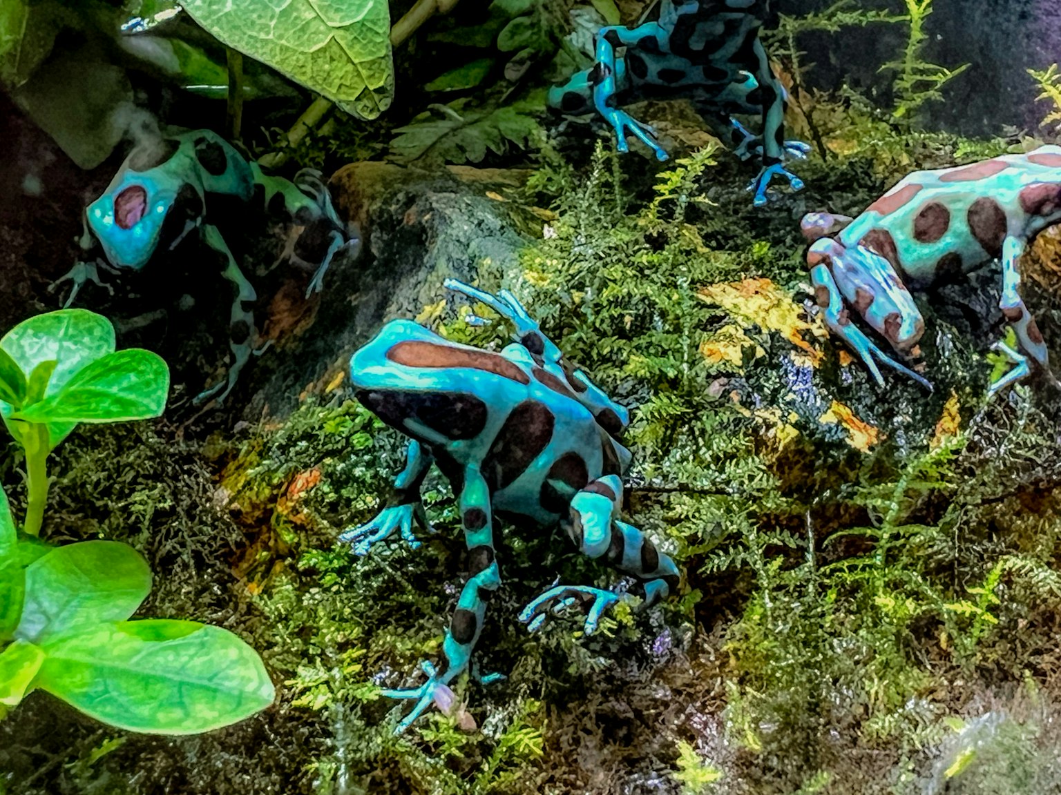 Grenouilles colorées bleues avec des taches rouges parmi des plantes vertes