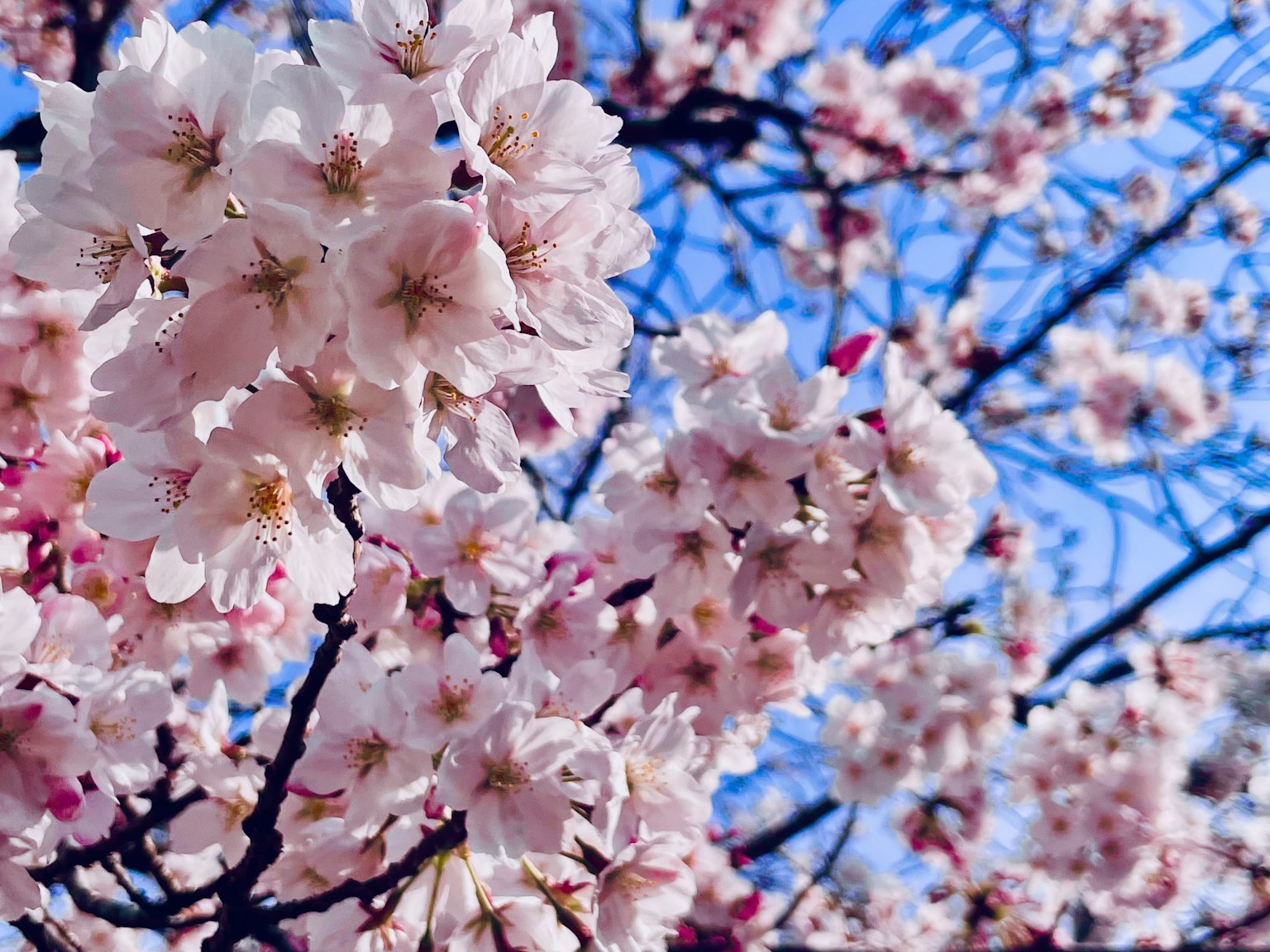 Flores de cerezo floreciendo bajo un cielo azul claro