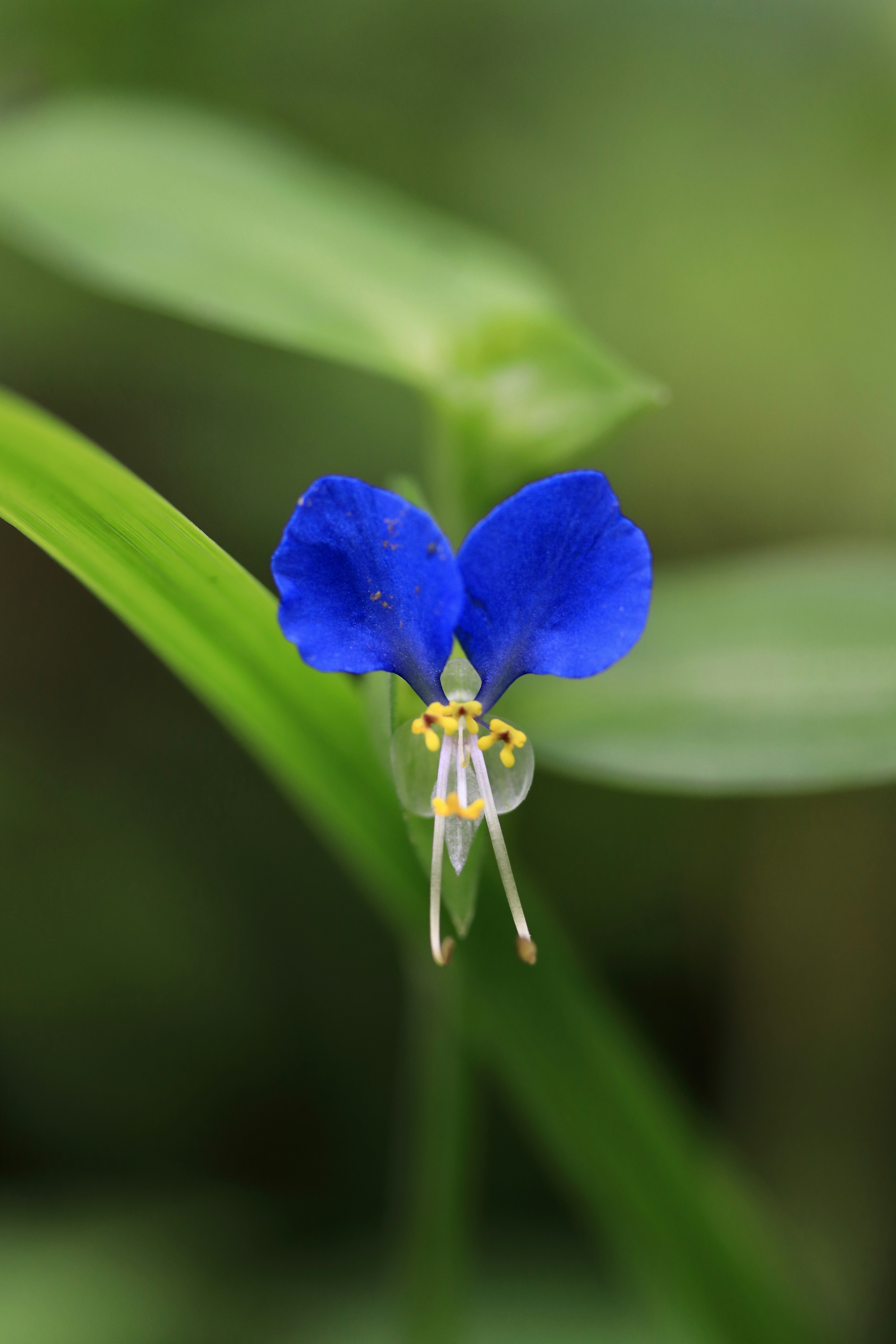 青い花のクローズアップと葉のボケ背景