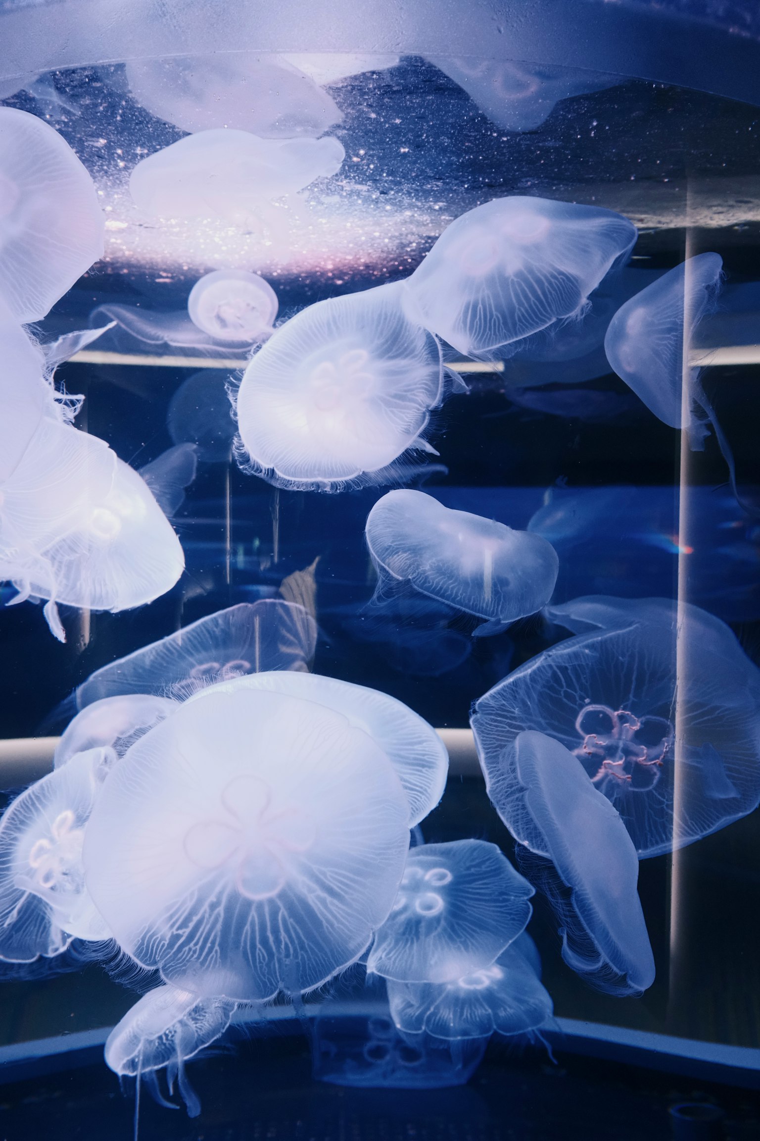 一群透明的水母漂浮在藍色水中