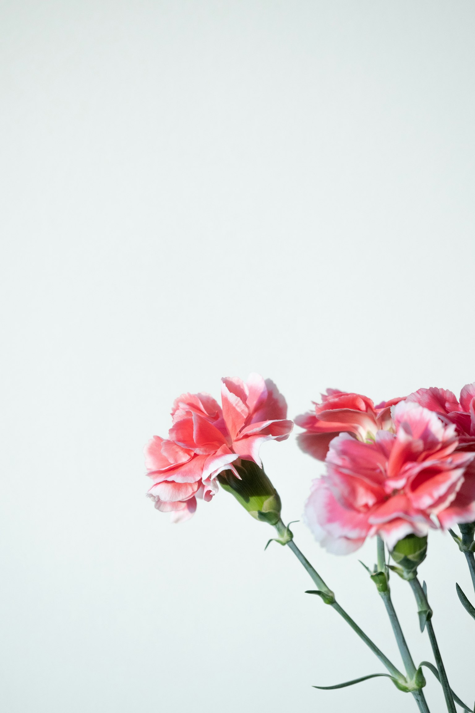 A bouquet of pink carnations against a light background