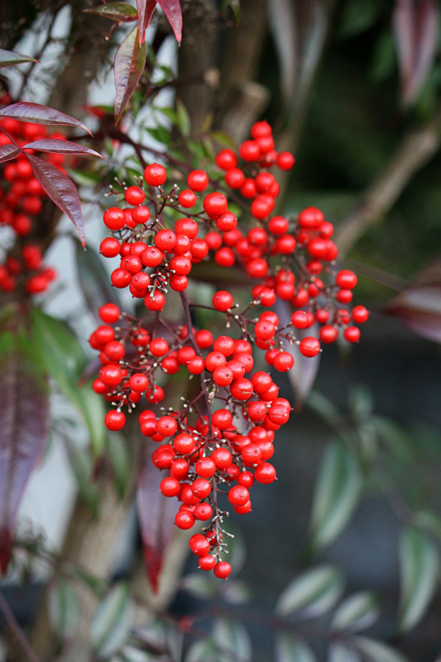 Ramo con grappoli di bacche rosse brillanti