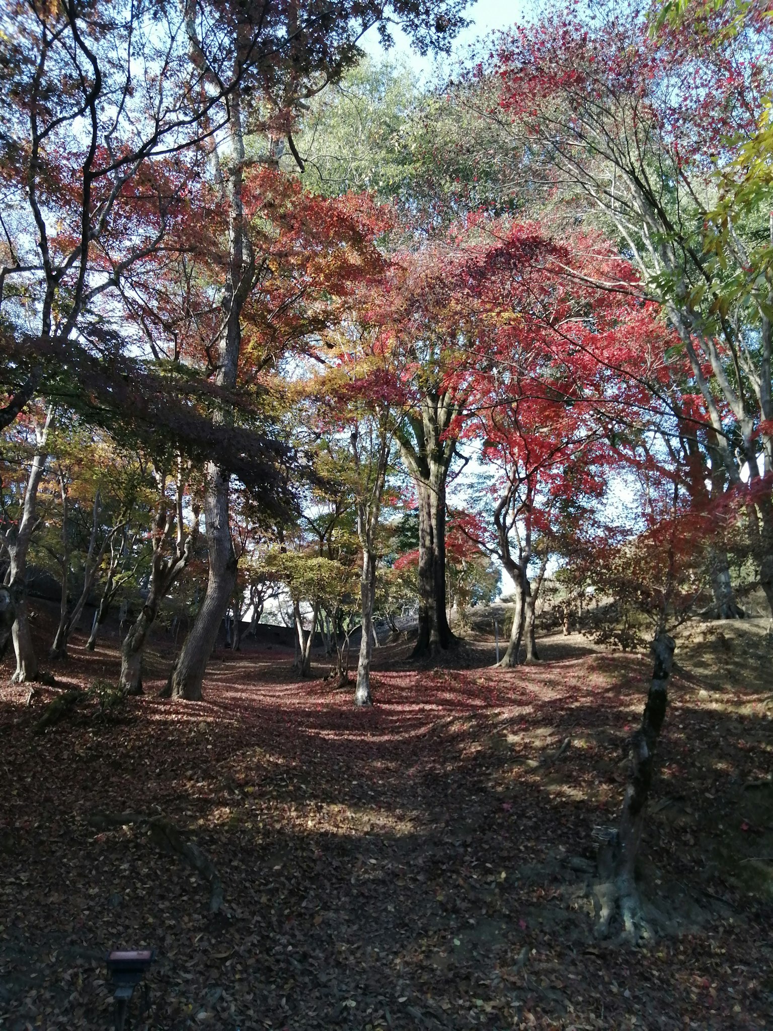 Scena forestale serena con fogliame autunnale vibrante