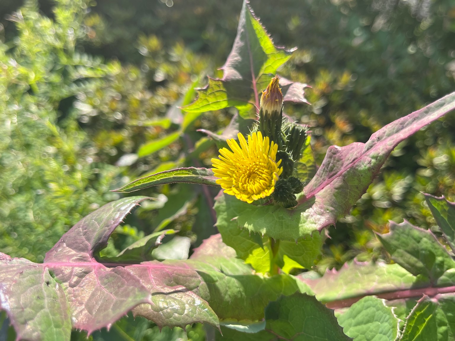 綠色植物中紫色葉片上的黃色花朵