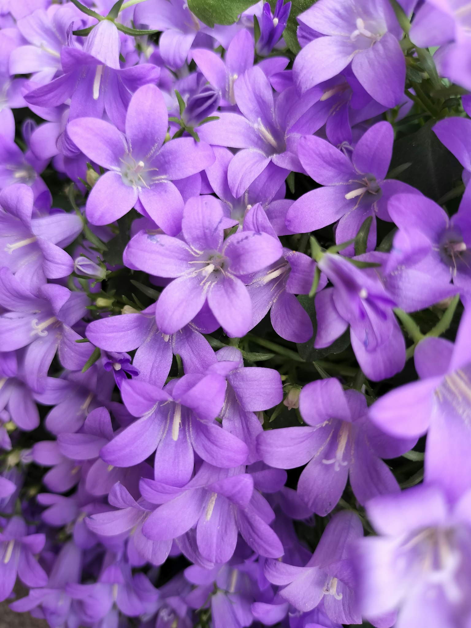 Fiori viola vivaci in piena fioritura