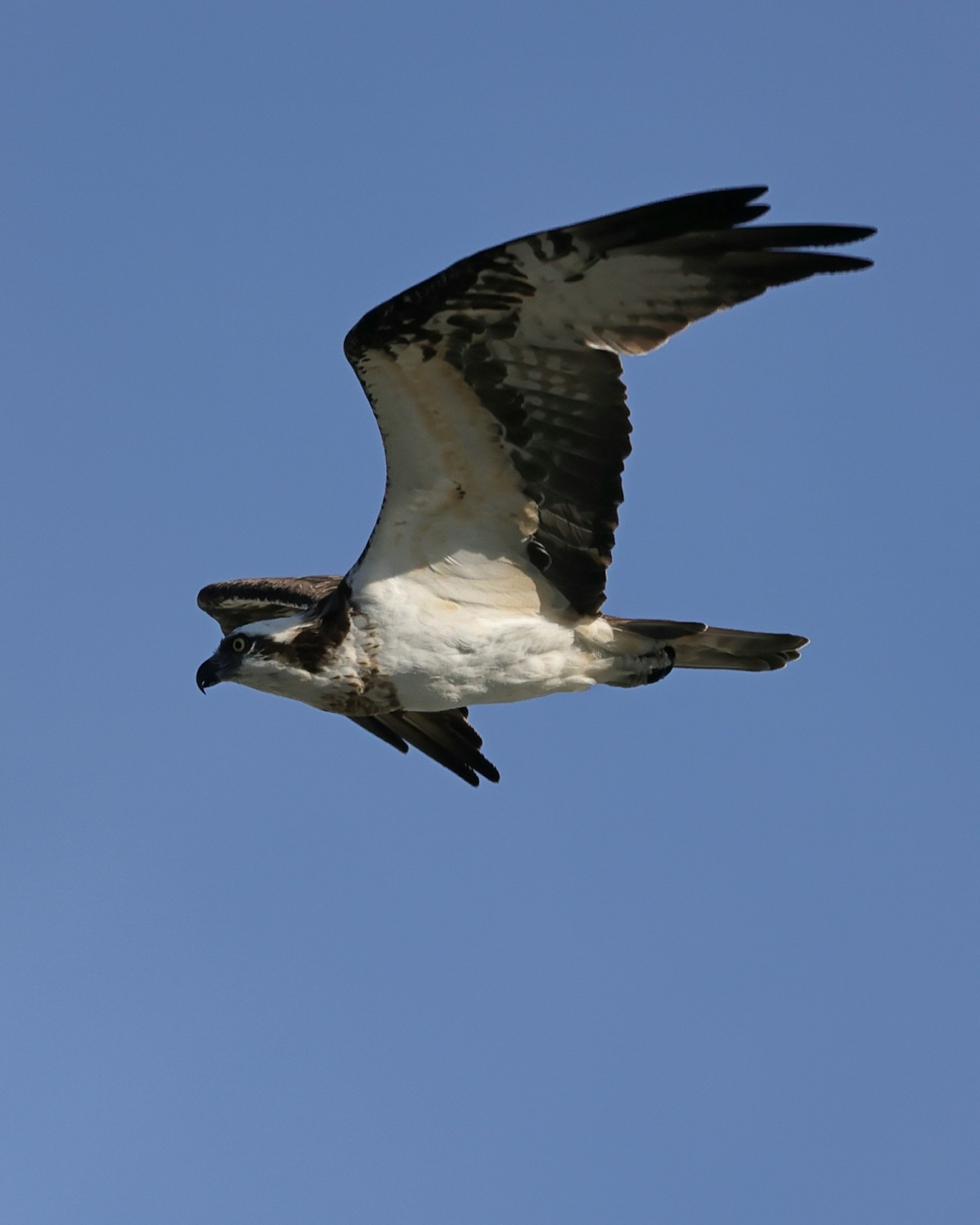 Osprey flying against a clear blue sky