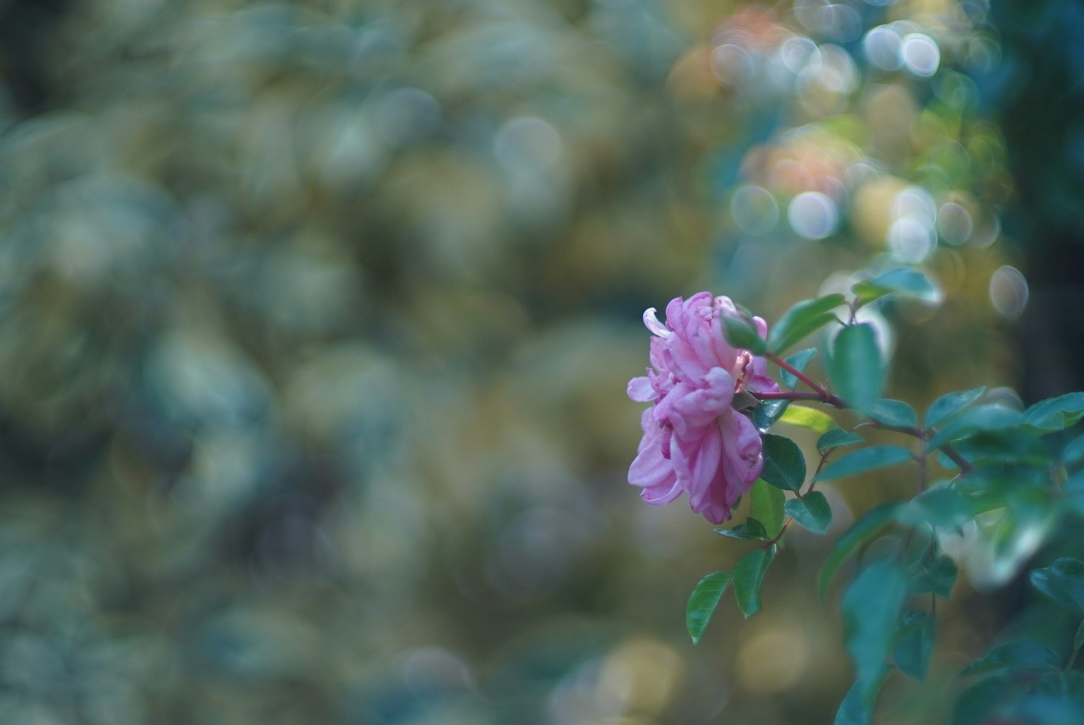 Una delicada flor rosa destaca entre las hojas verdes con un fondo borroso