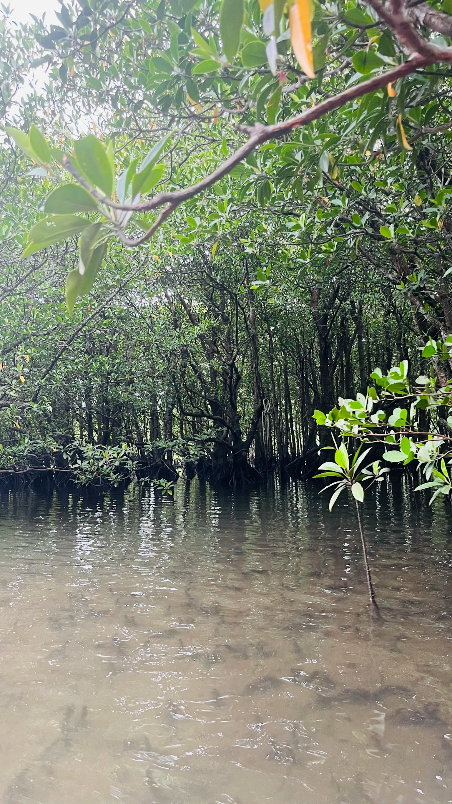 Paesaggio tranquillo con alberi di mangrovia riflessi nell'acqua
