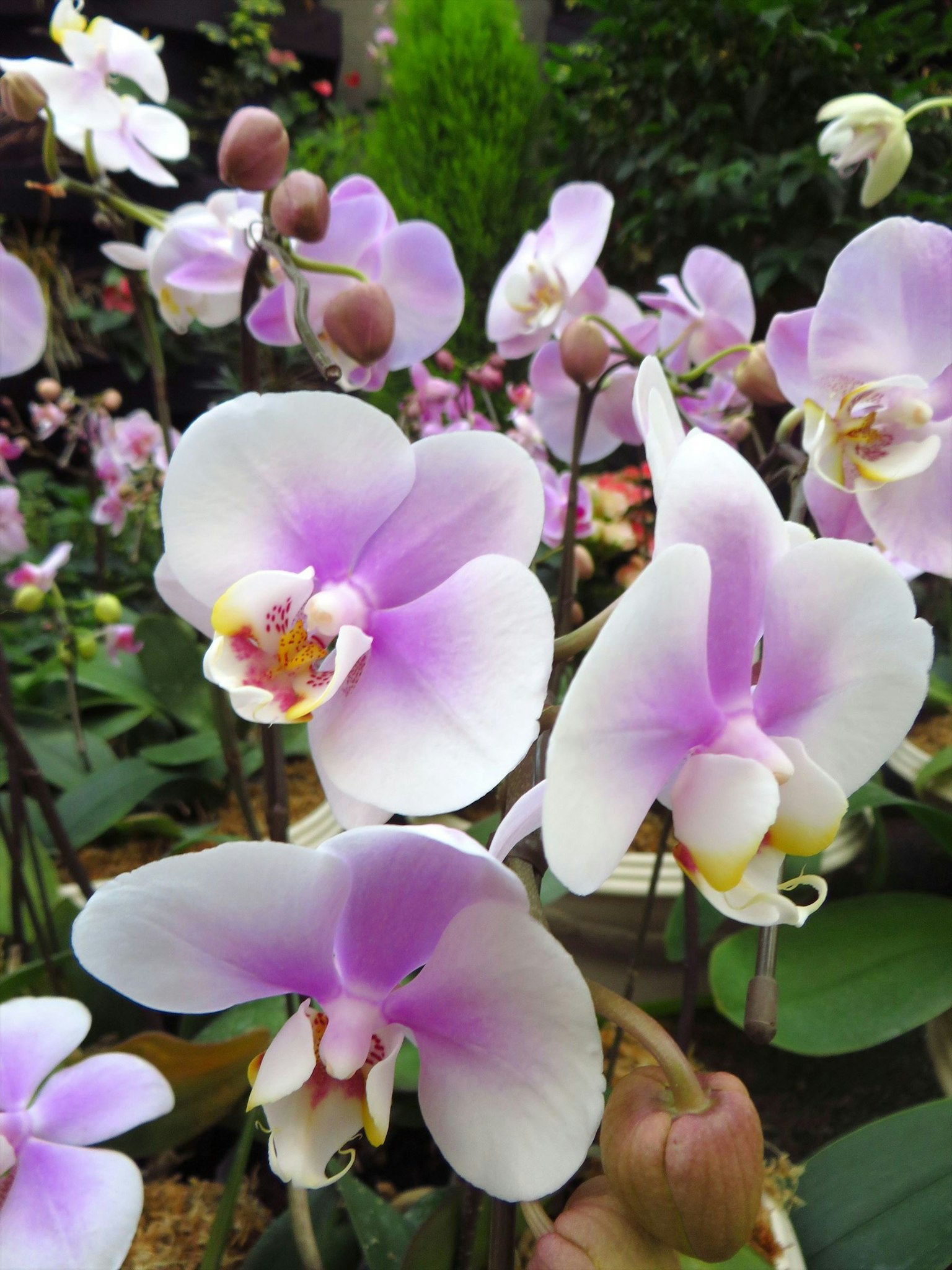 一个花园场景，展示了美丽紫色花瓣的兰花