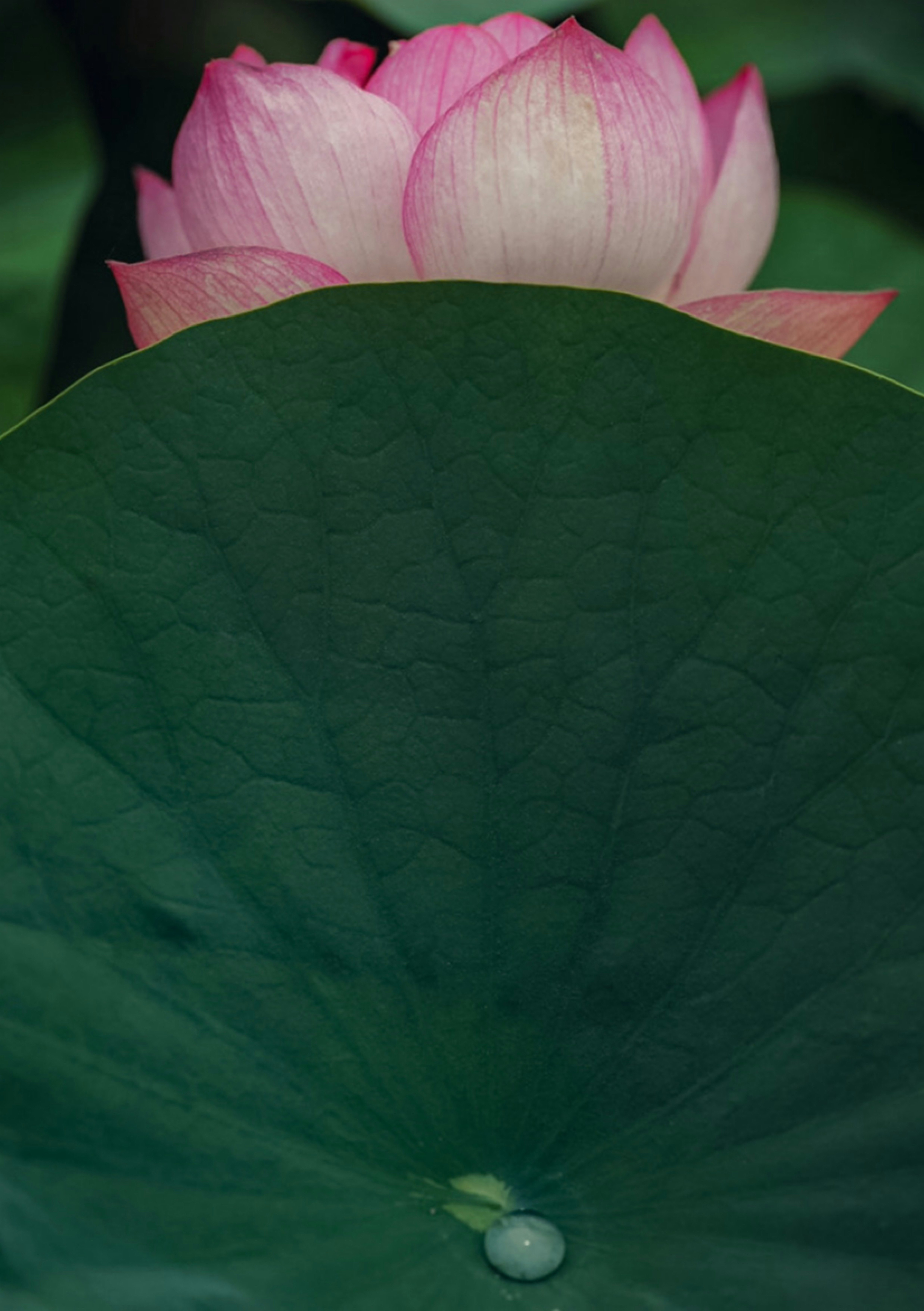 ハスの花びらと葉のクローズアップ