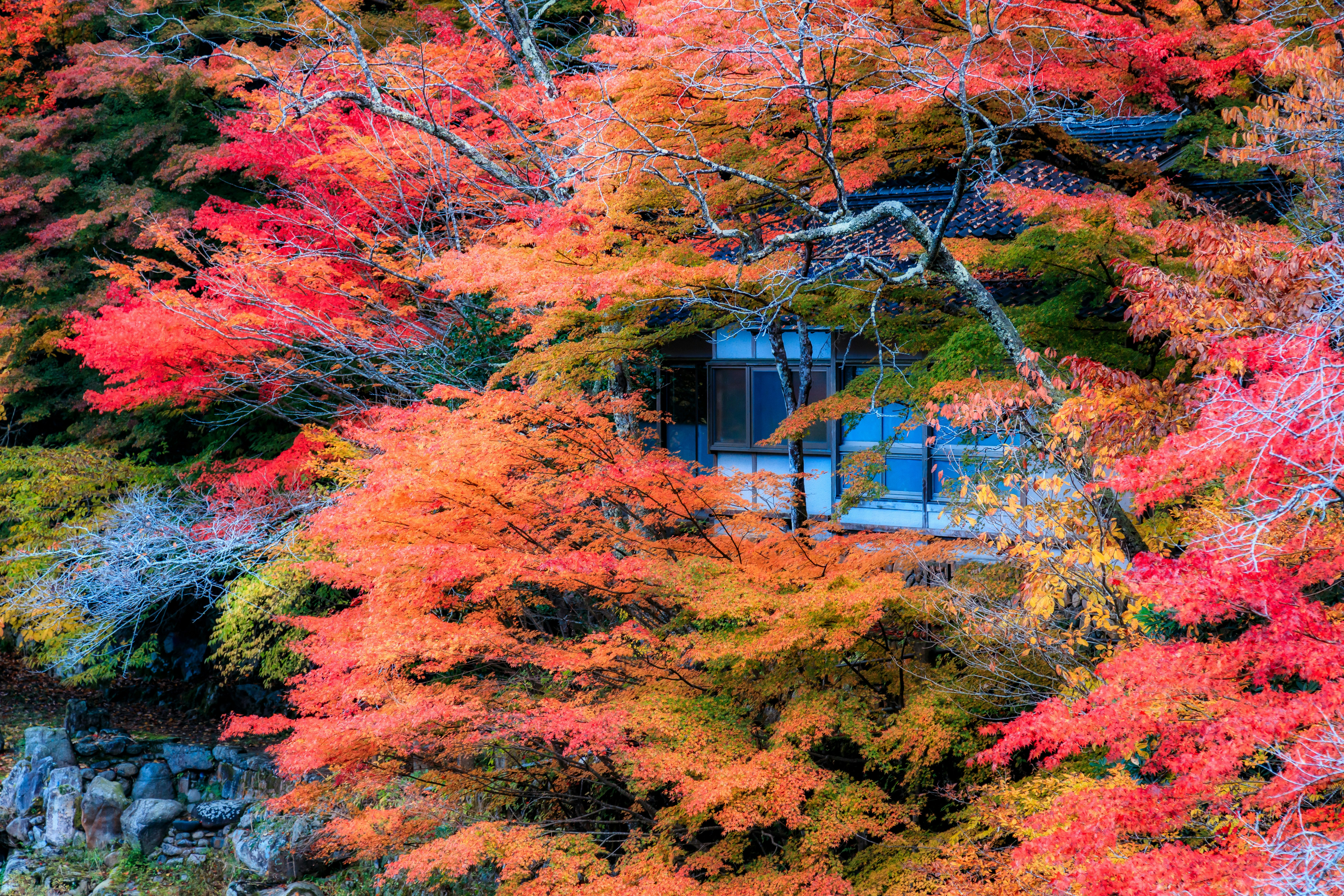 ทิวทัศน์หุบเขาฤดูใบไม้ร่วง ใบเมเปิลสีแดงสดและสะพานเล็กสีฟ้า