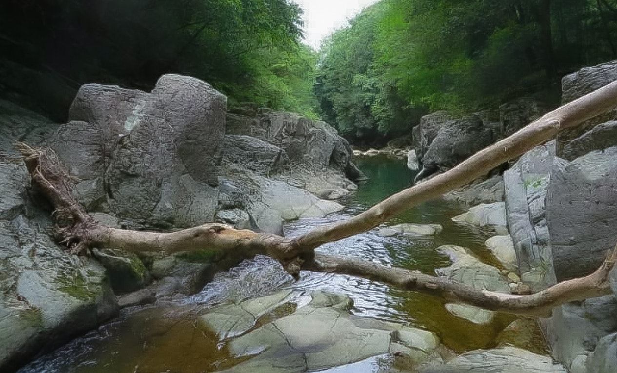 川辺の岩場を流れる清流と木の枝のある渓谷の夏の自然