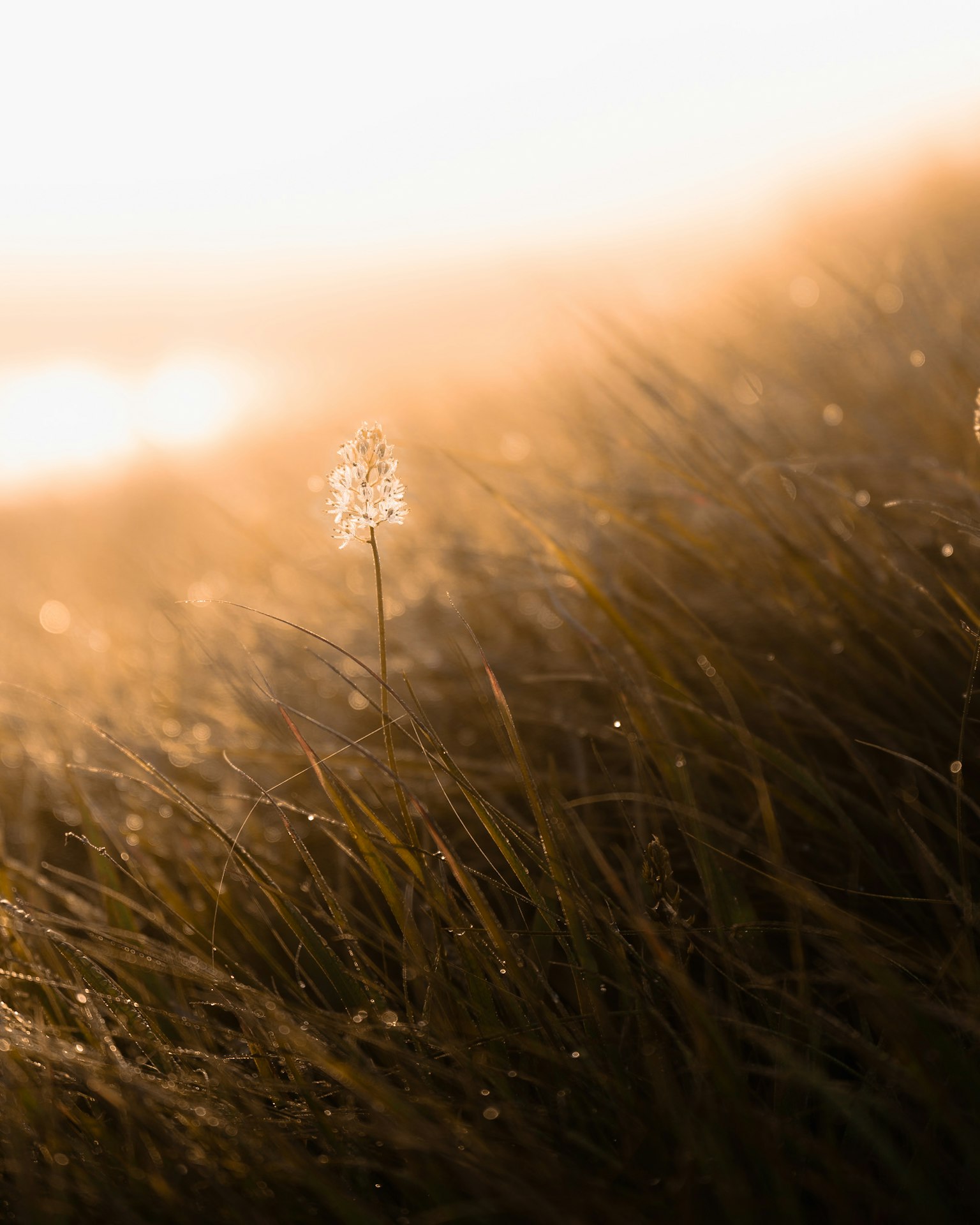 Primo piano di un singolo fiore che si erge in un campo d'erba nebbioso