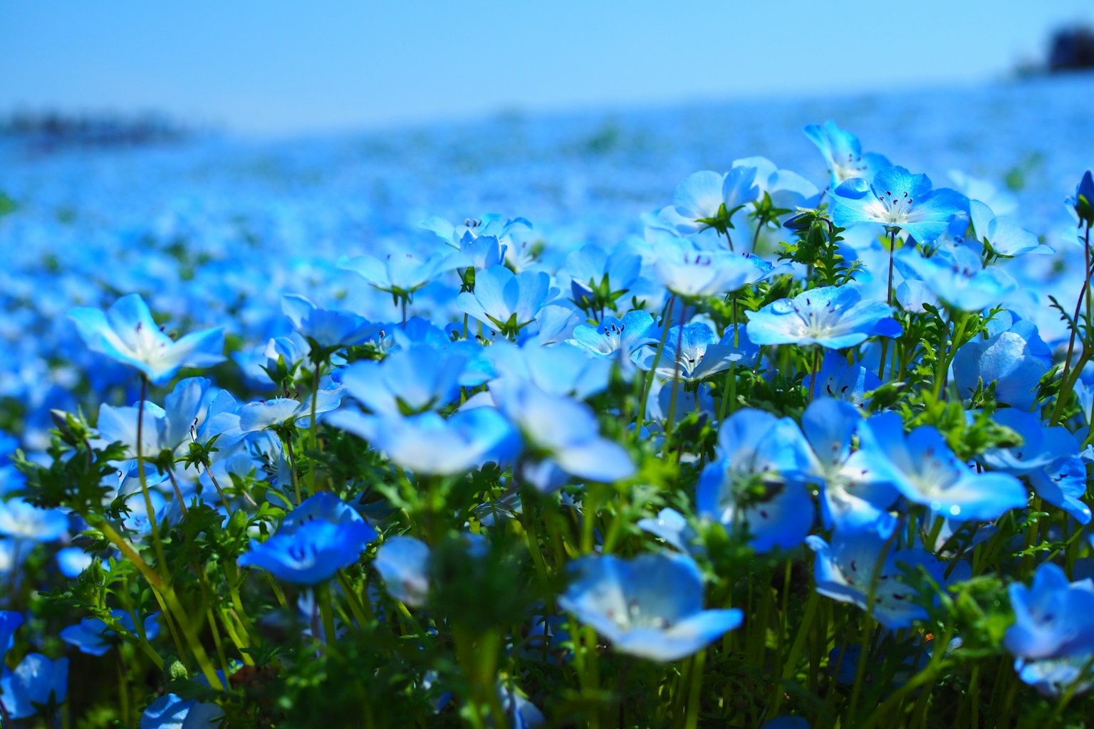 Campo de flores azules bajo un cielo azul claro
