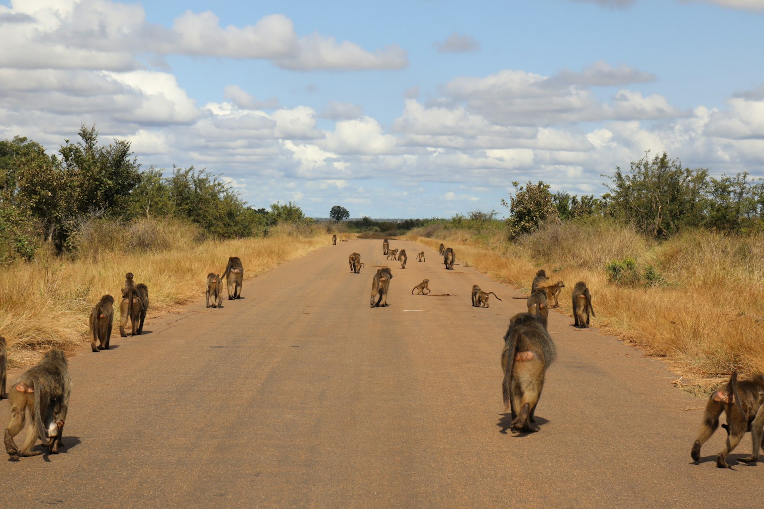 Plusieurs babouins marchant le long d'une route en terre avec de l'herbe sèche