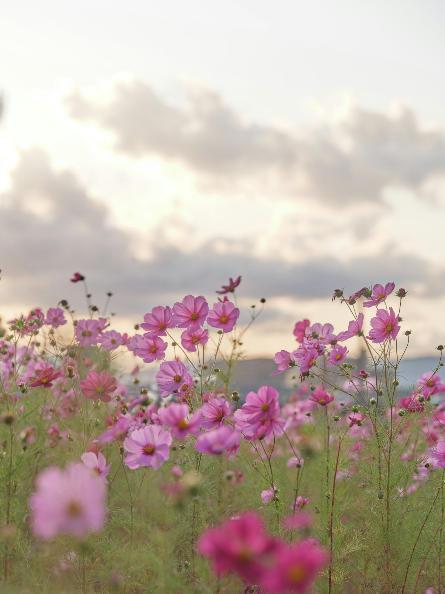Campo di fiori di cosmos rosa in fiore sotto un cielo nuvoloso