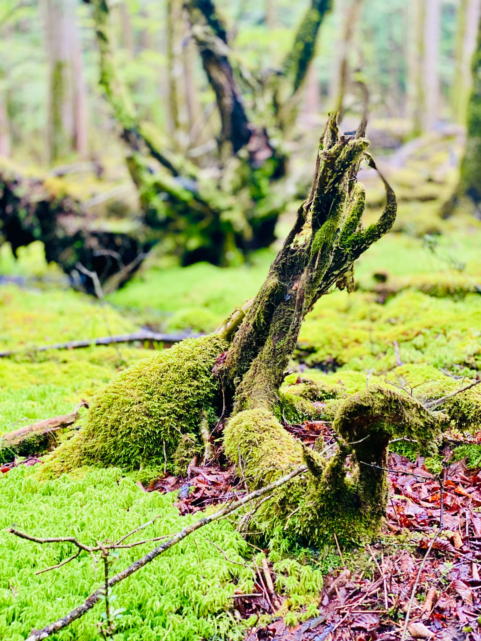 Tocón de árbol cubierto de musgo rodeado de musgo verde vibrante en un bosque