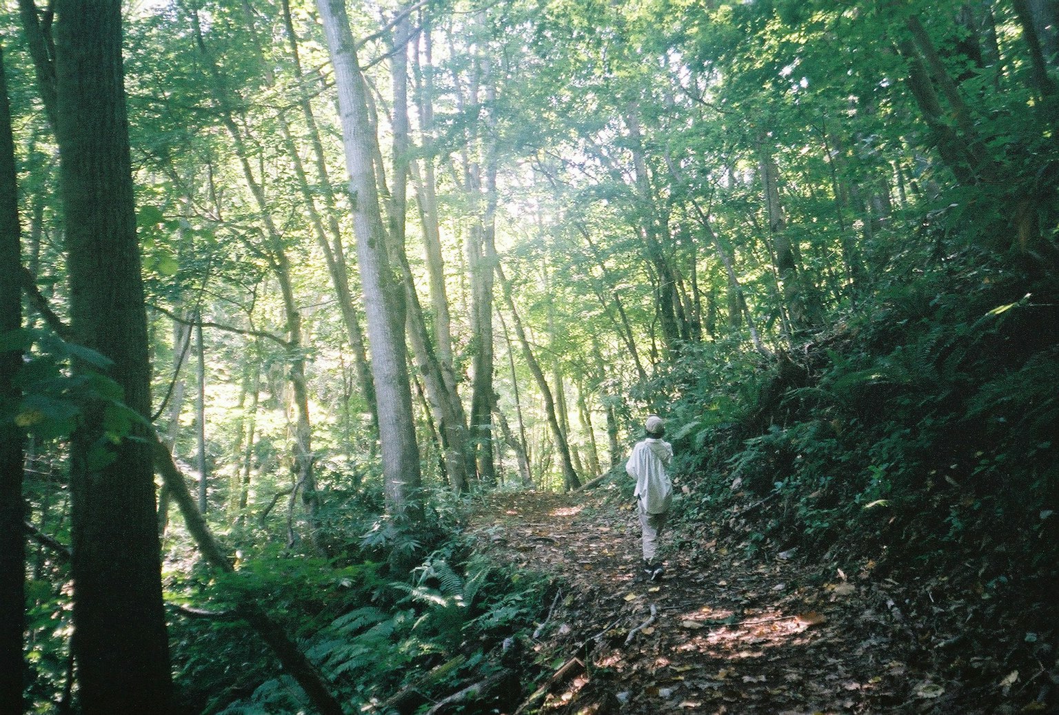 A person walking on a path surrounded by lush green trees and foliage