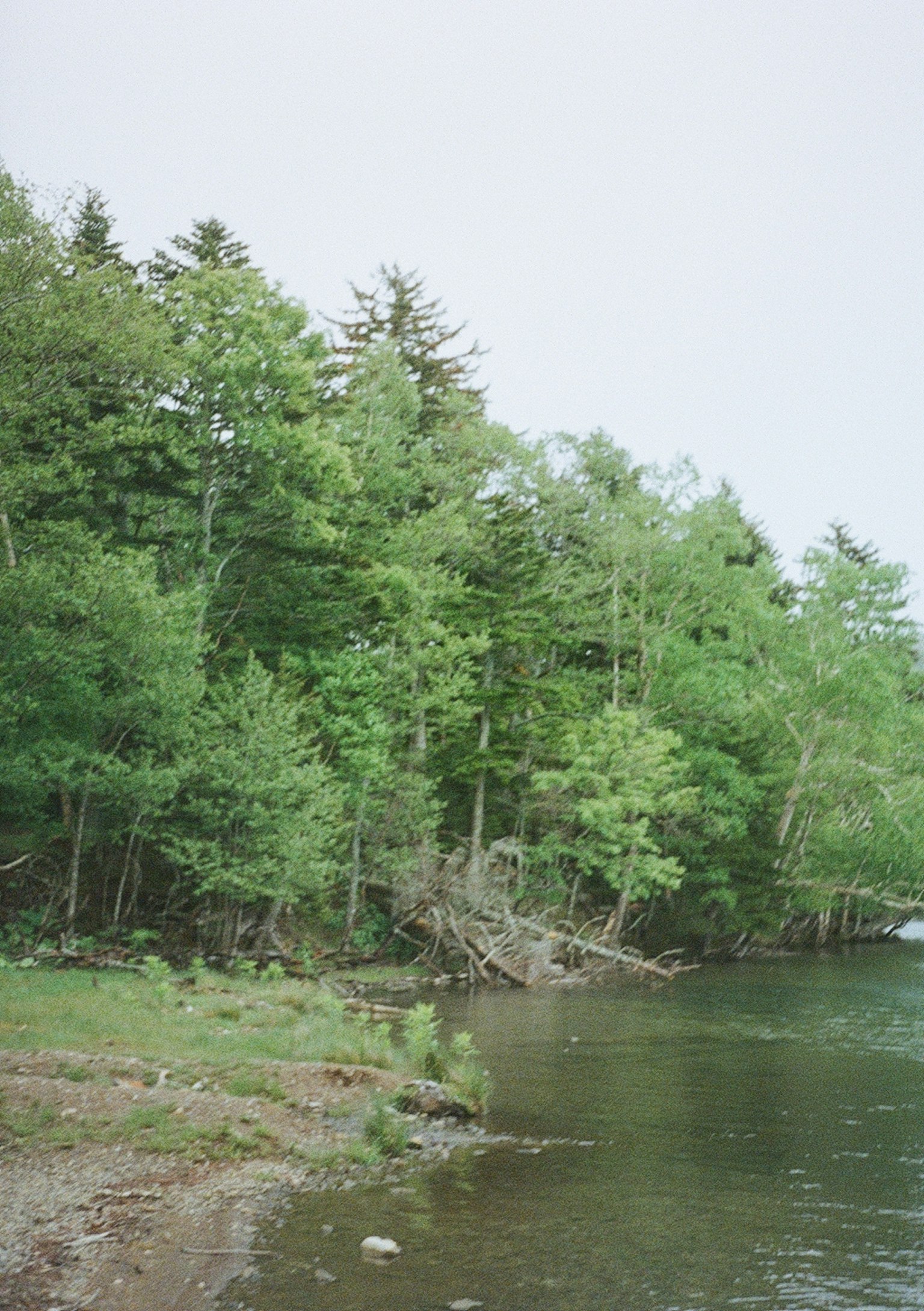 Forêt verdoyante le long d'un lac calme